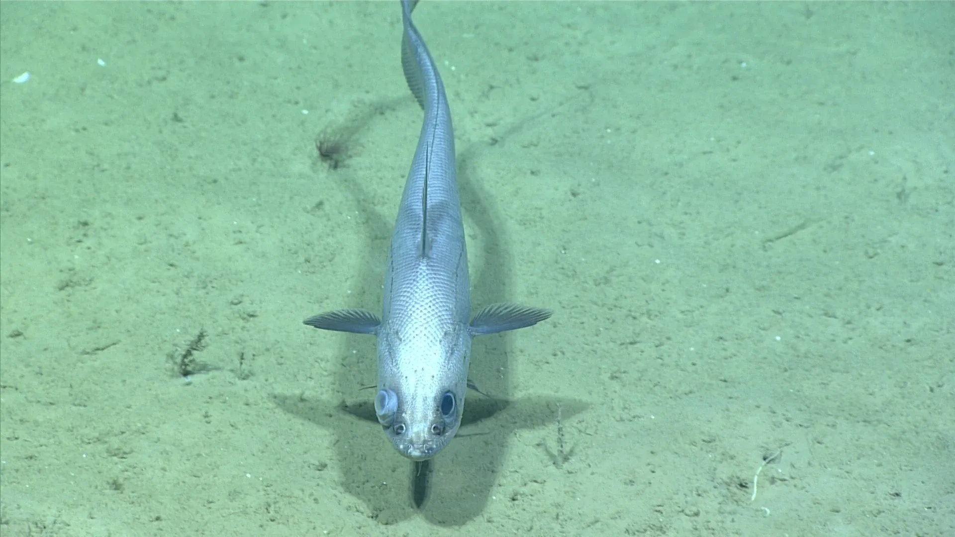 Coryphaenoides armatus observed by NOAA Ocean Exploration