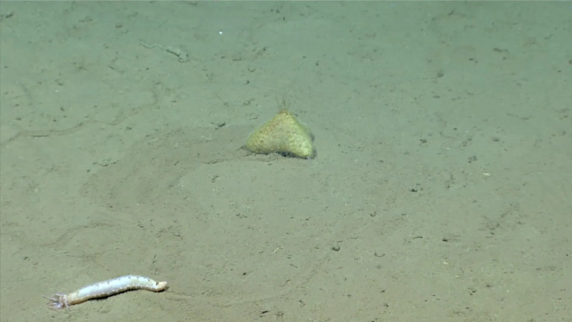 Abyssocucumis abyssorum observed by NOAA Ocean Exploration