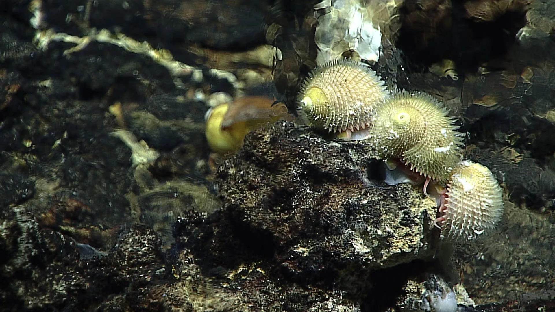 Alviniconcha hessleri observed by NOAA Ocean Exploration