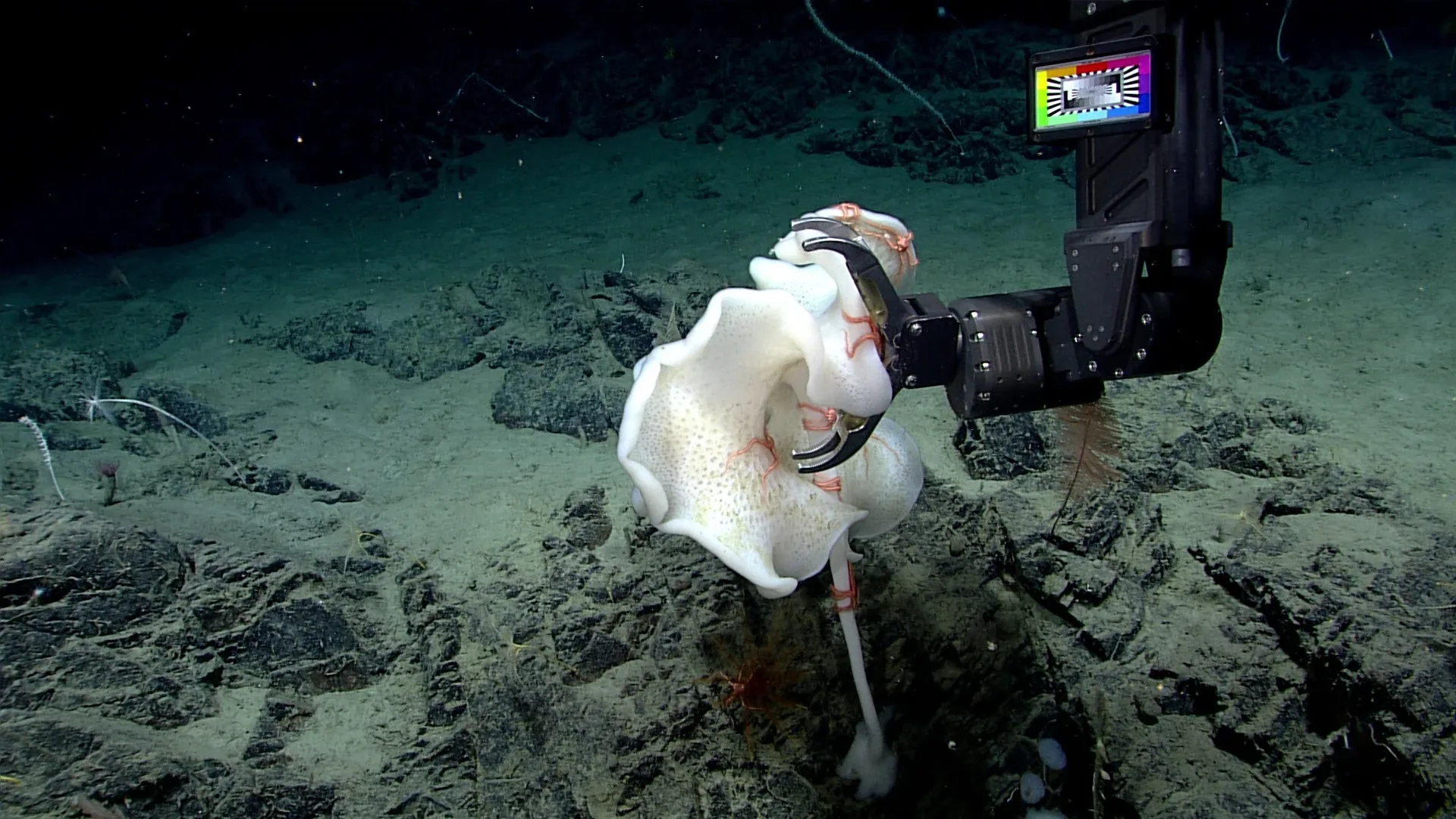 Caulophacus sp. observed by NOAA Ocean Exploration