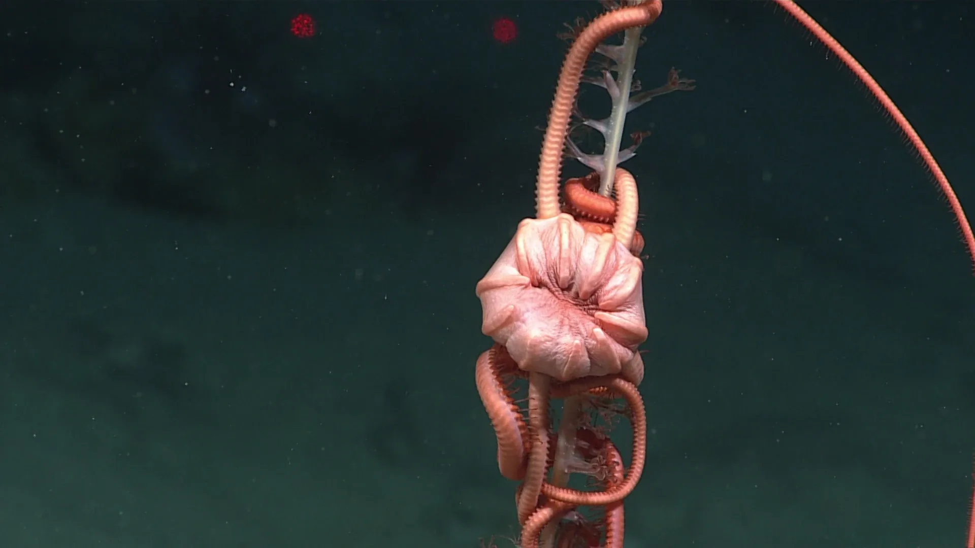 Asteronyx loveni observed by NOAA Ocean Exploration