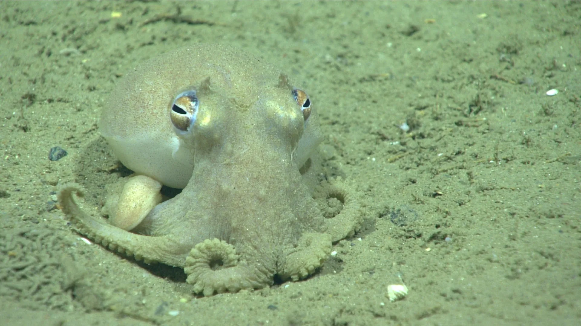 Bathypolypus bairdii observed by NOAA Ocean Exploration