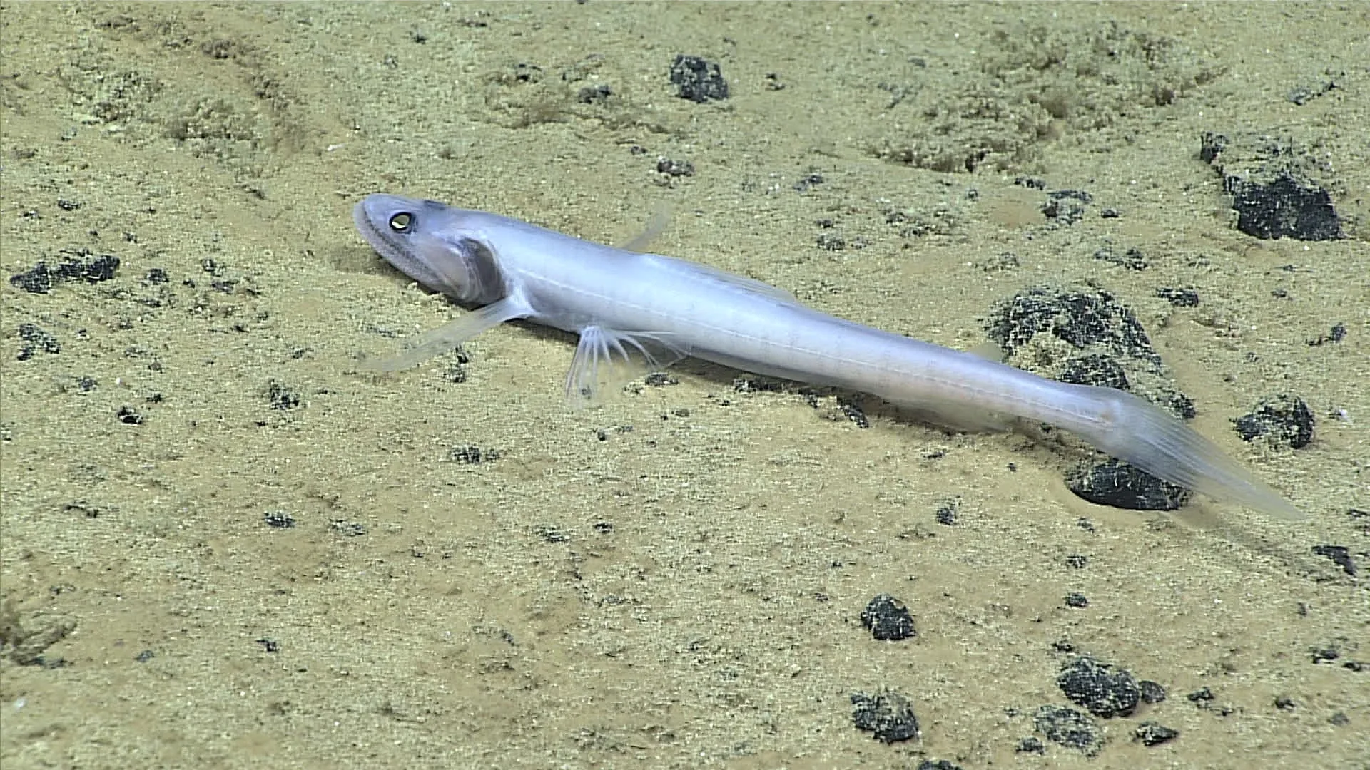 Bathysaurus mollis observed by NOAA Ocean Exploration