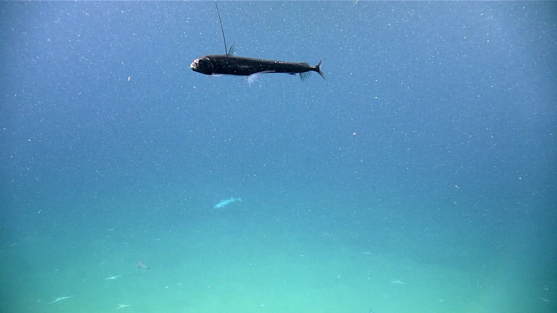Chauliodus macouni observed by NOAA Ocean Exploration