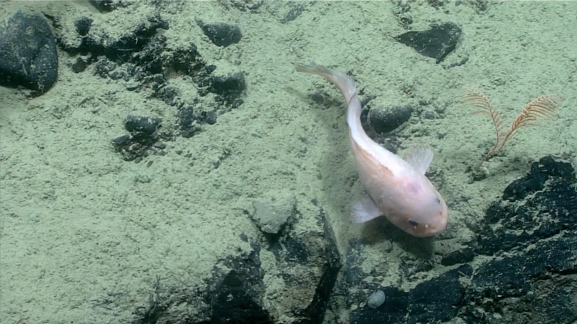 Careproctus melanurus observed by NOAA Ocean Exploration