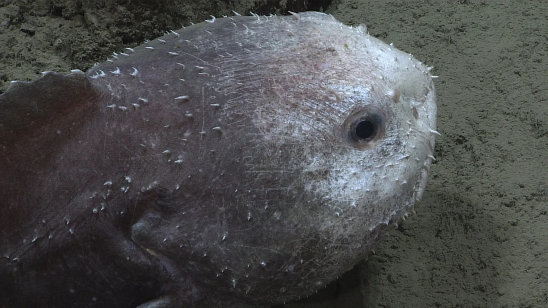 Psychrolutes phrictus observed by NOAA Ocean Exploration