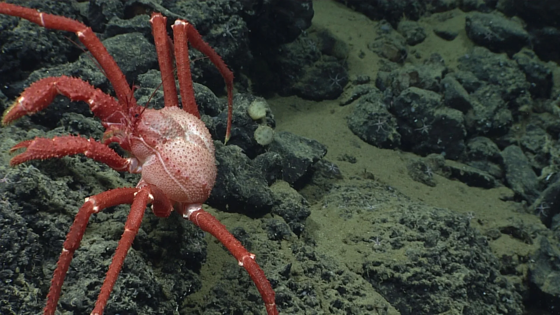 Paralomis verrilli observed by NOAA Ocean Exploration