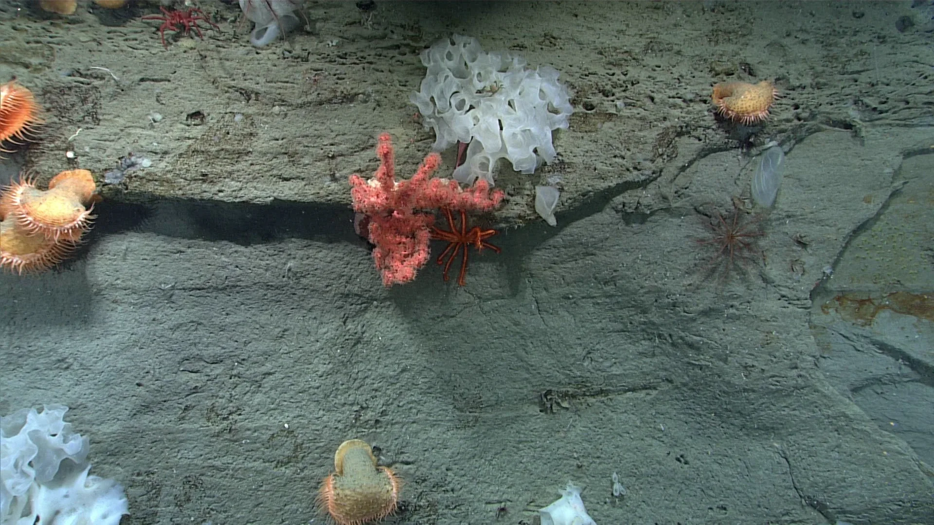 Paragorgia arborea observed by NOAA Ocean Exploration