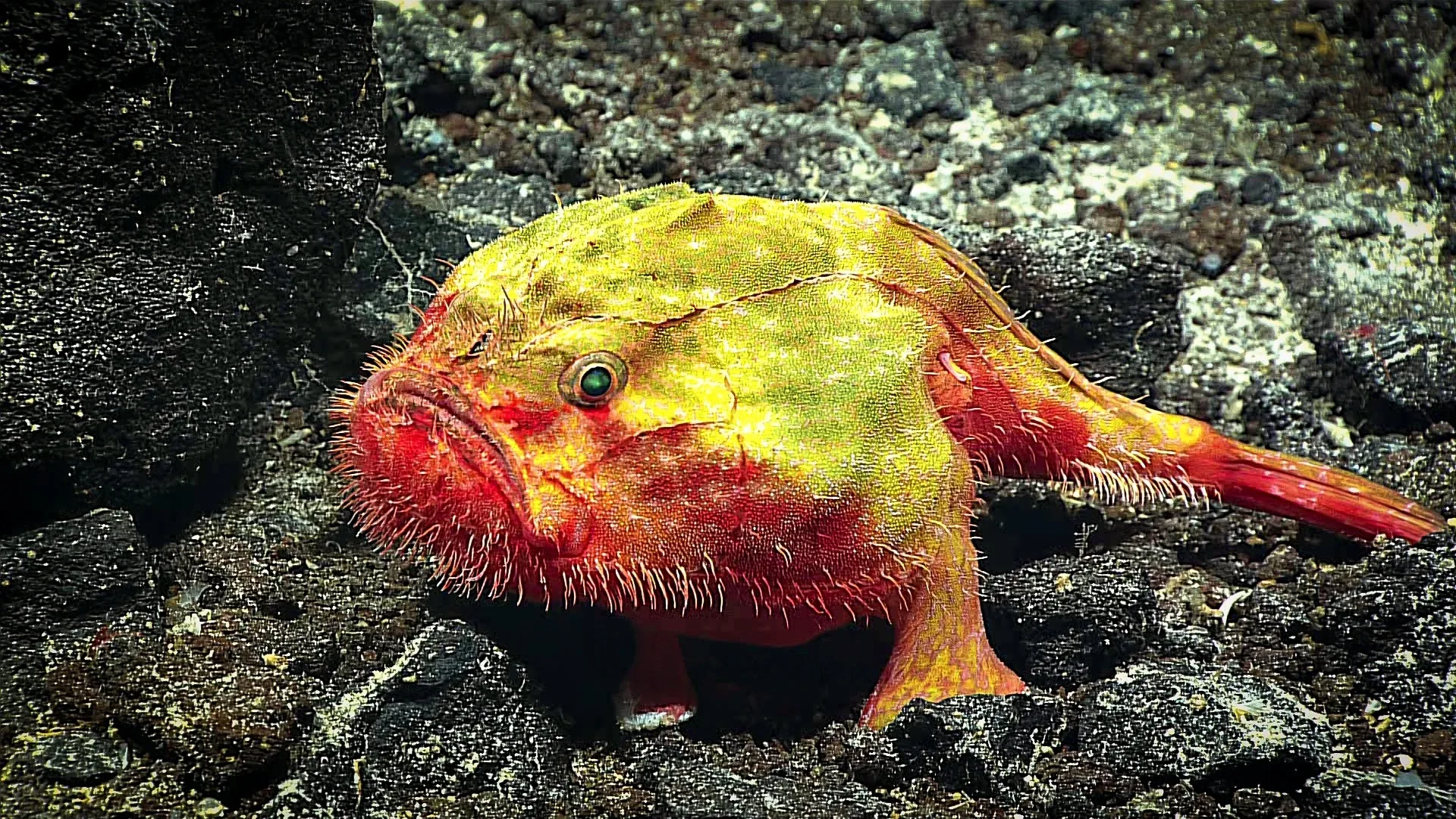 Chaunax penicillatus observed by NOAA Ocean Exploration