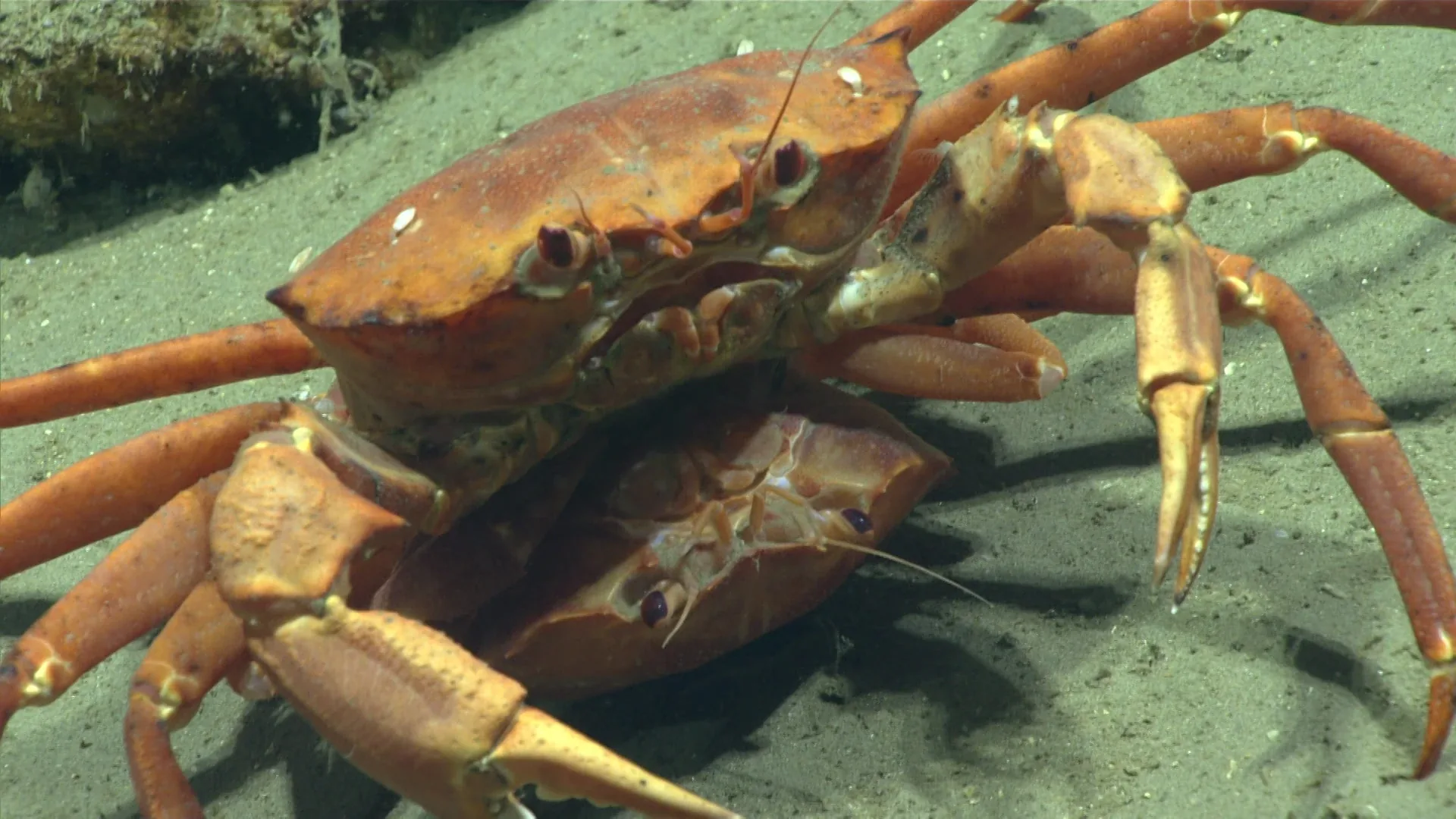 Chaceon quinquedens observed by NOAA Ocean Exploration