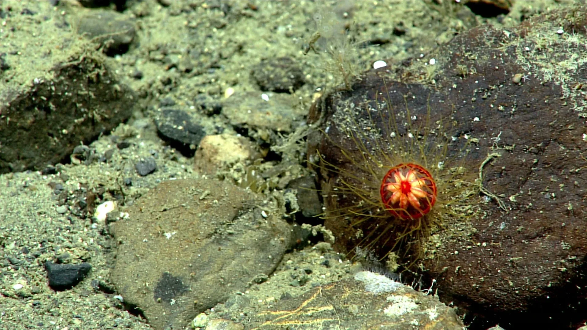 Ptychogastria polaris observed by NOAA Ocean Exploration