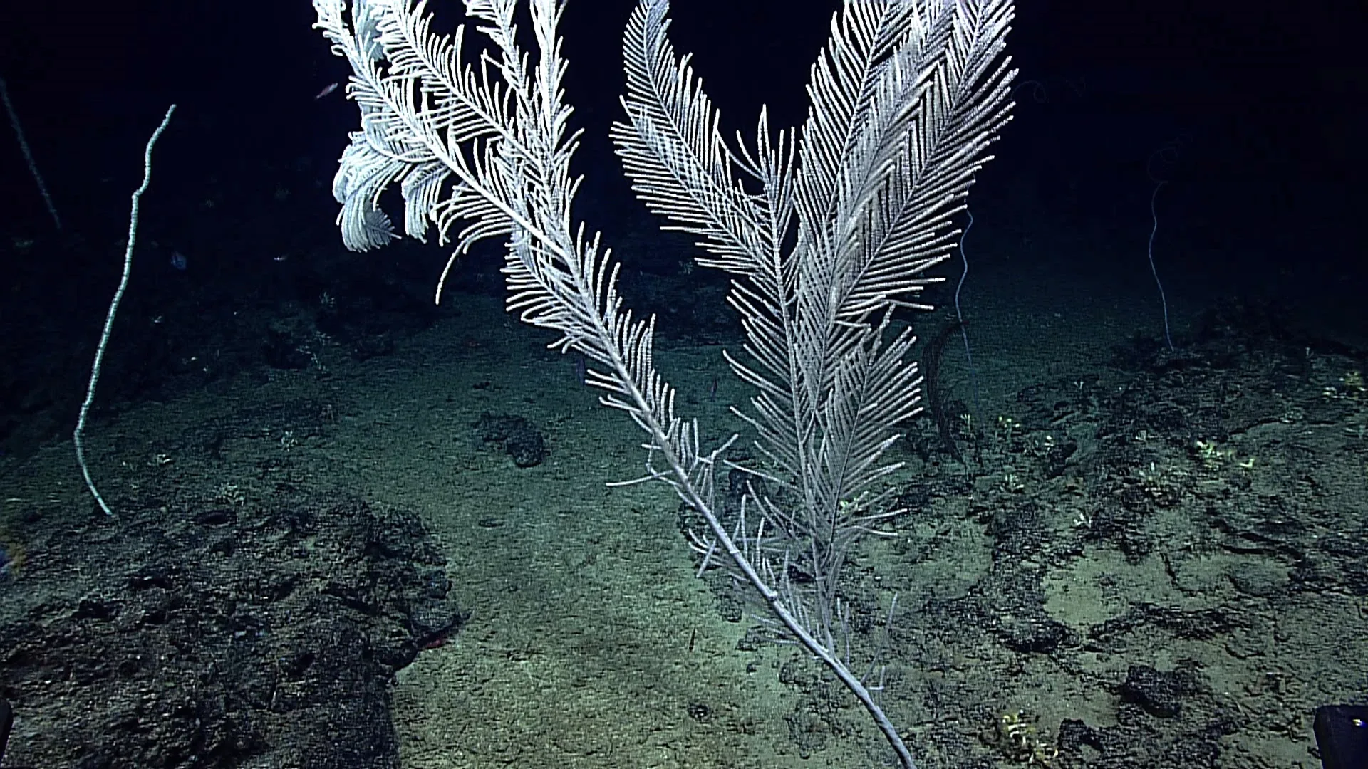 Callogorgia formosa observed by NOAA Ocean Exploration