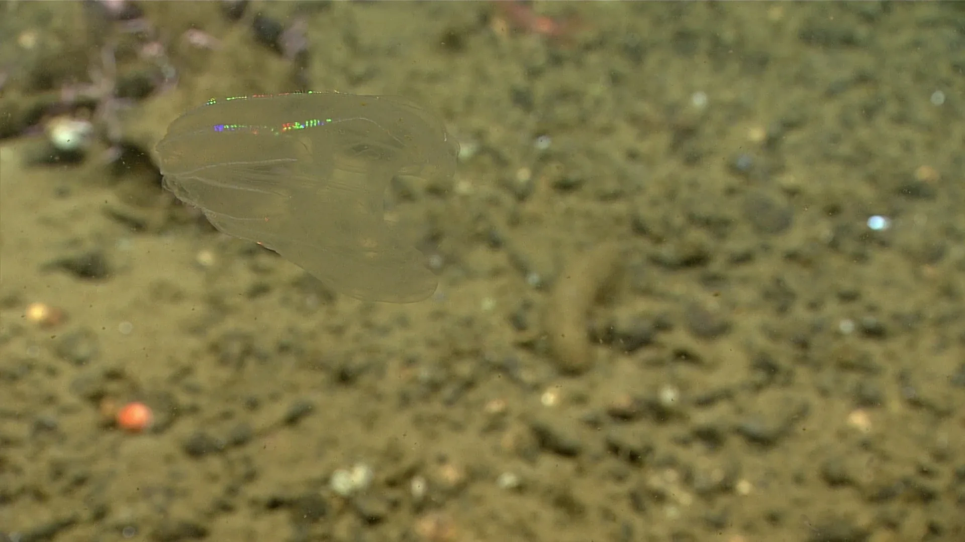Bolinopsis sp. observed by NOAA Ocean Exploration
