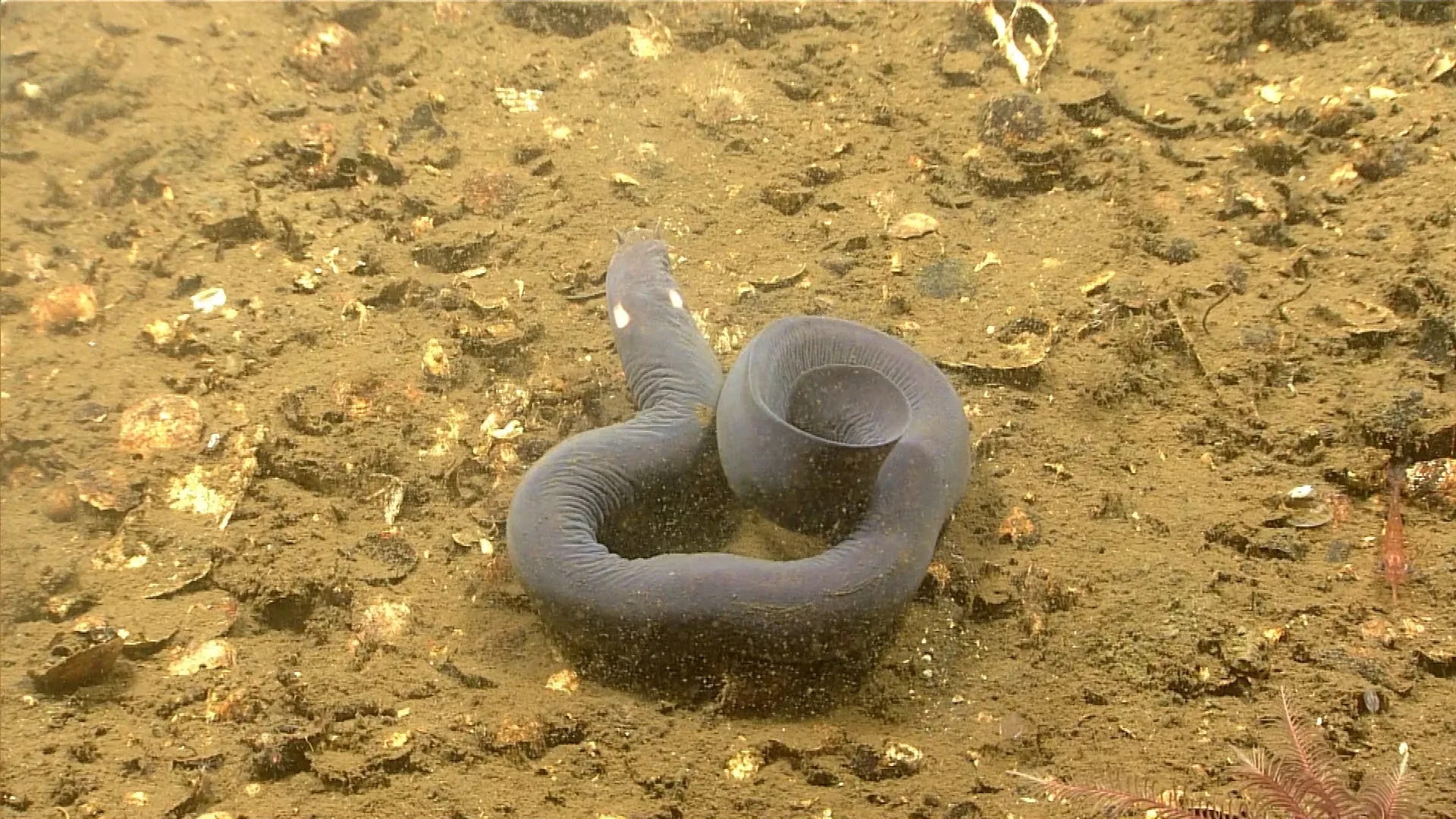 Eptatretus deani observed by NOAA Ocean Exploration
