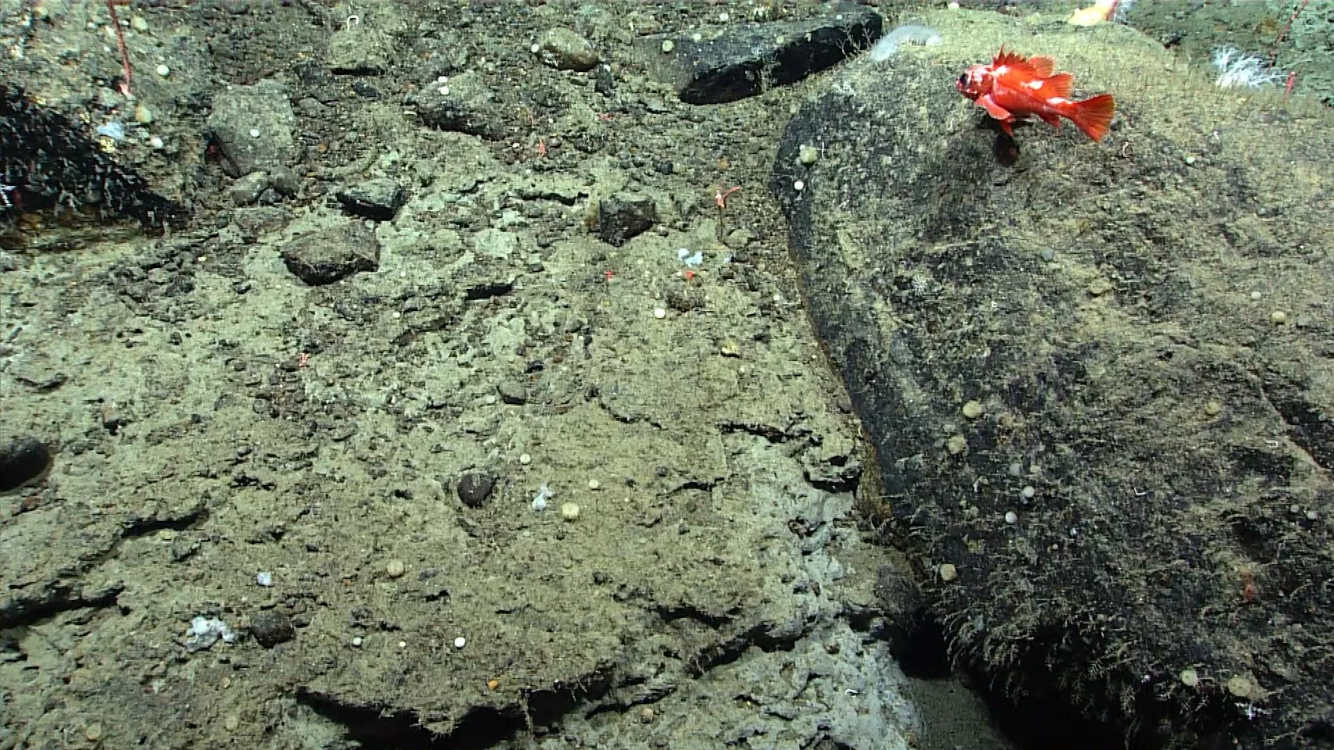 Sebastolobus altivelis observed by NOAA Ocean Exploration