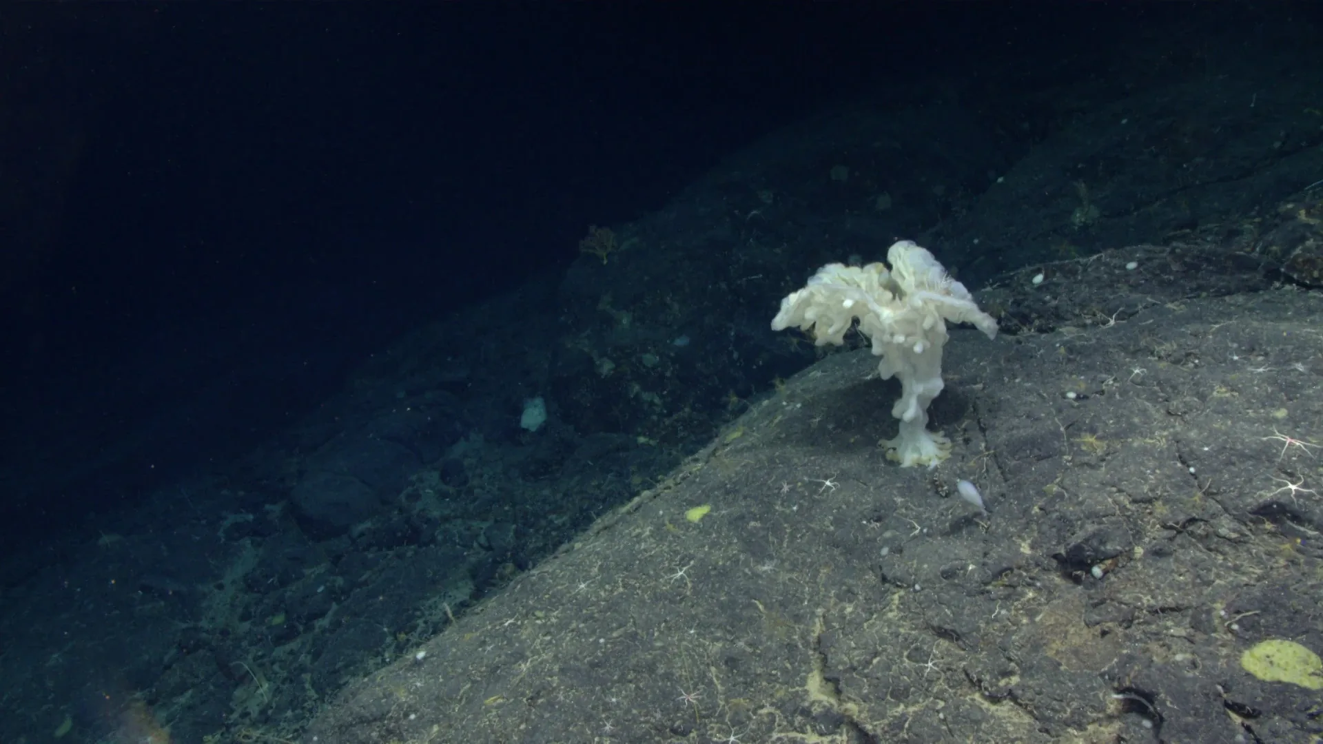 Aphrocallistes beatrix observed by NOAA Ocean Exploration