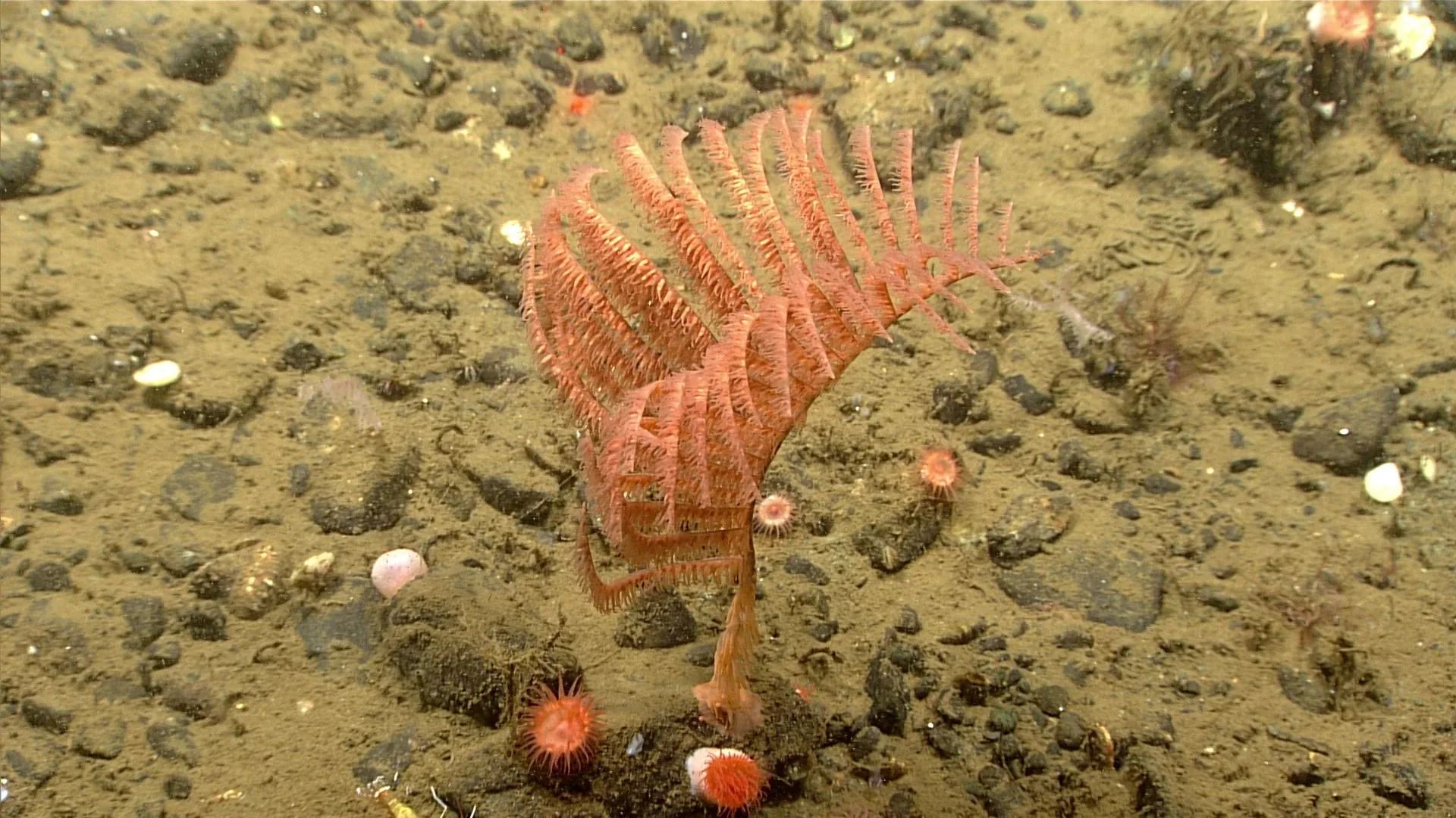 Bathypathes alaskensis observed by NOAA Ocean Exploration