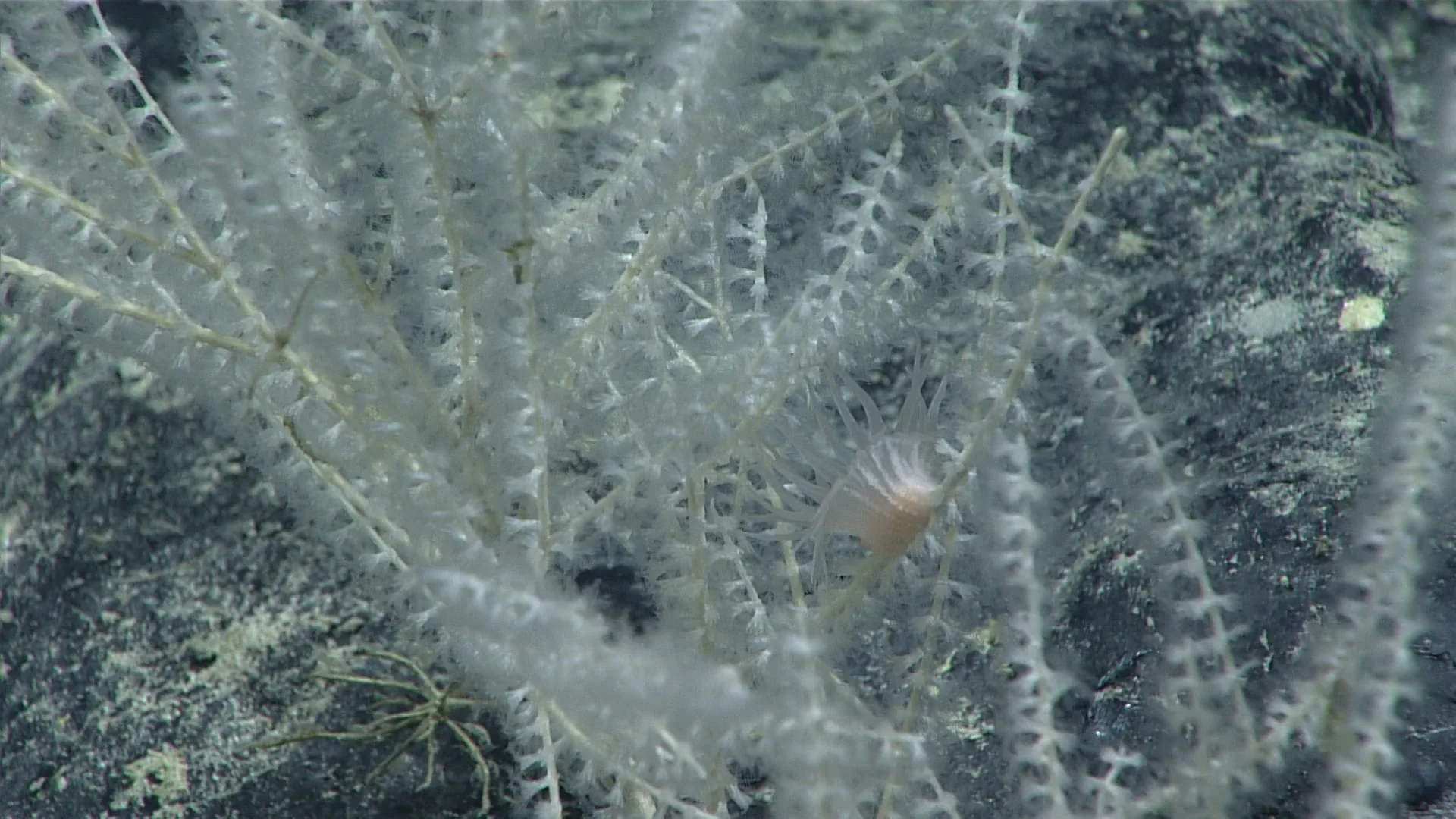 Calyptrophora carinata observed by NOAA Ocean Exploration