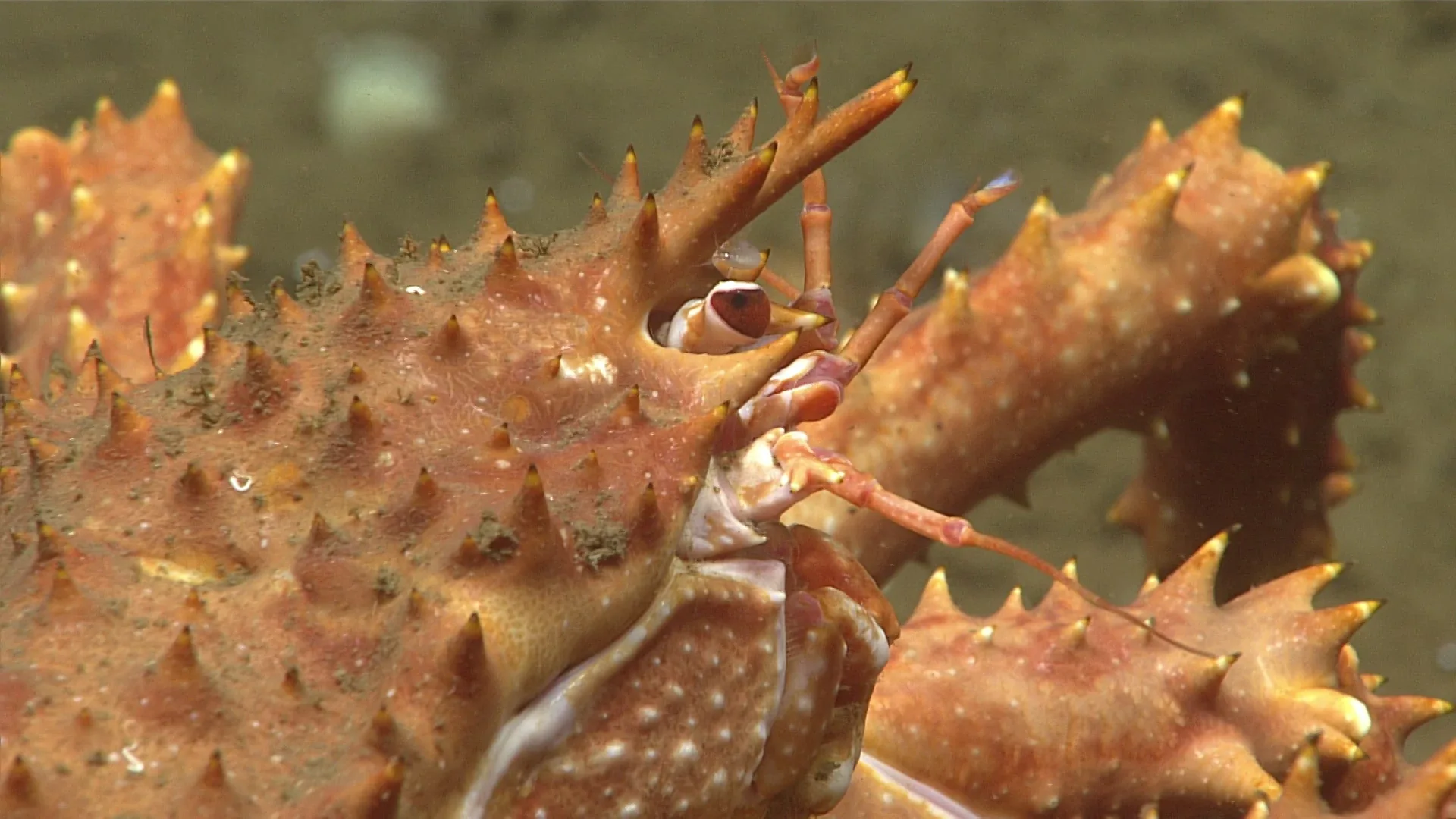 Lithodes aequispinus observed by NOAA Ocean Exploration