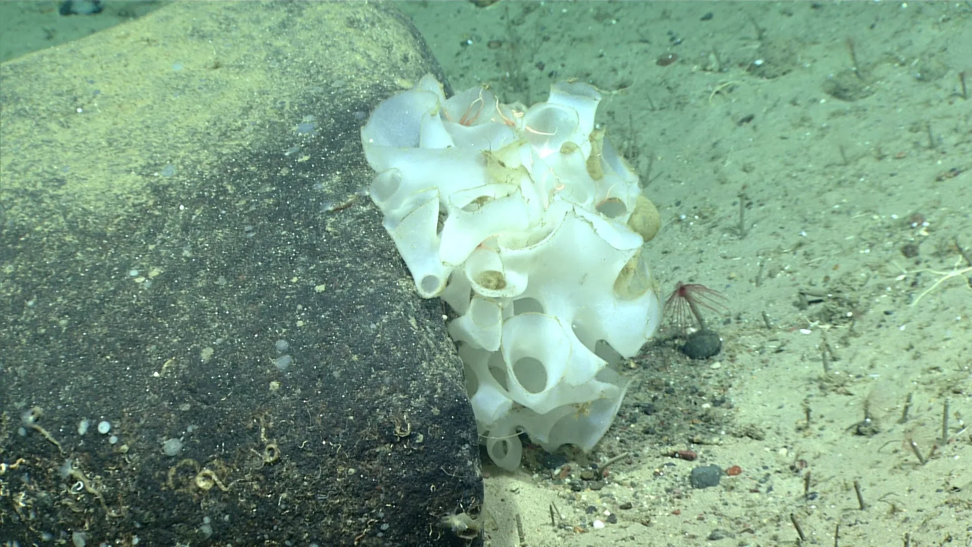 Asconema foliatum observed by NOAA Ocean Exploration