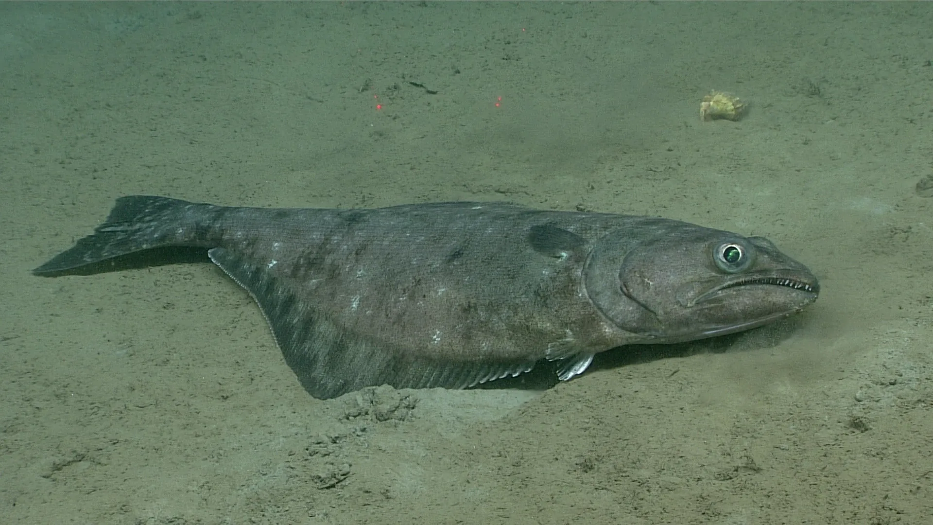 Atheresthes stomias observed by NOAA Ocean Exploration