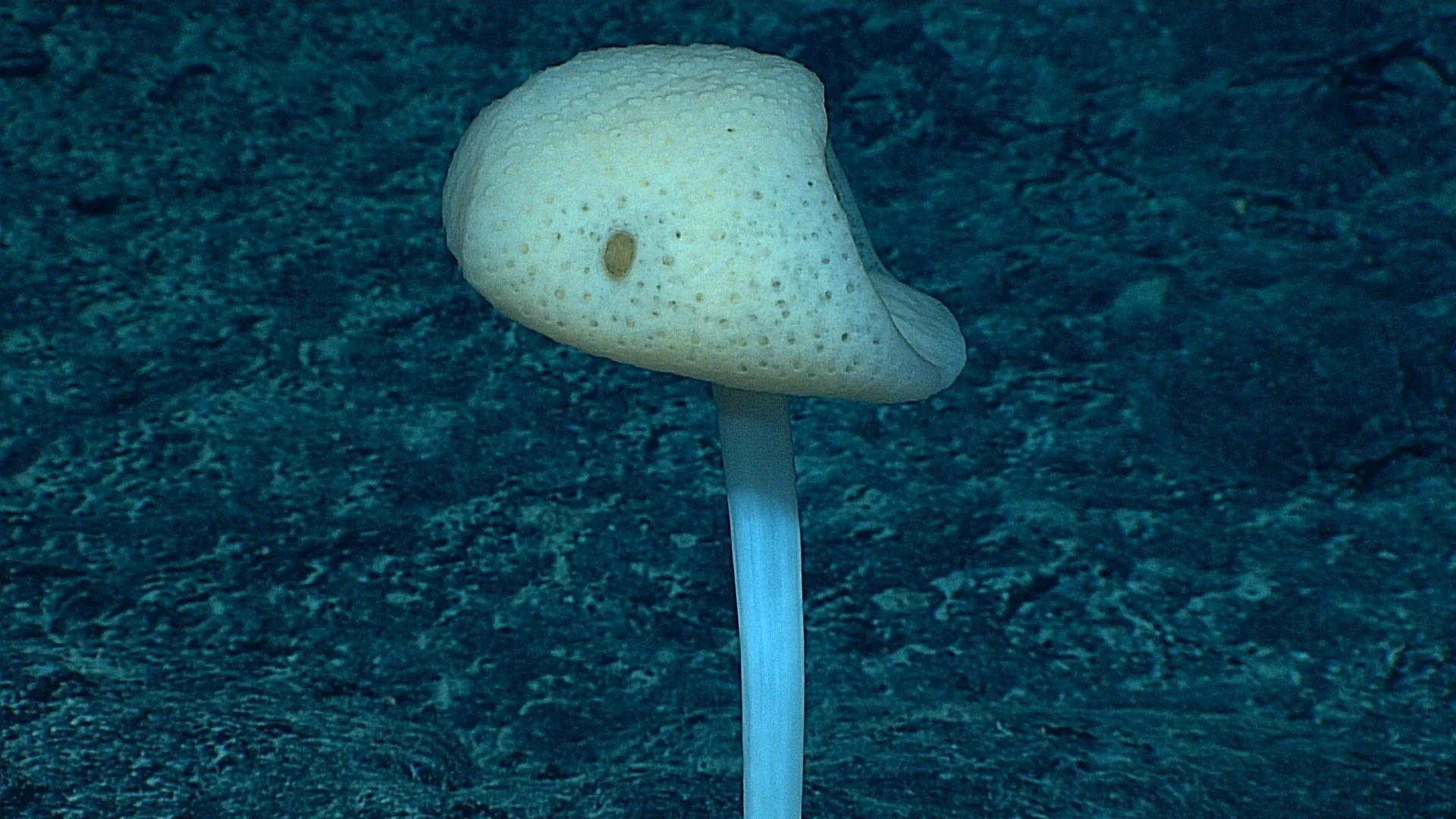 Advhena magnifica observed by NOAA Ocean Exploration