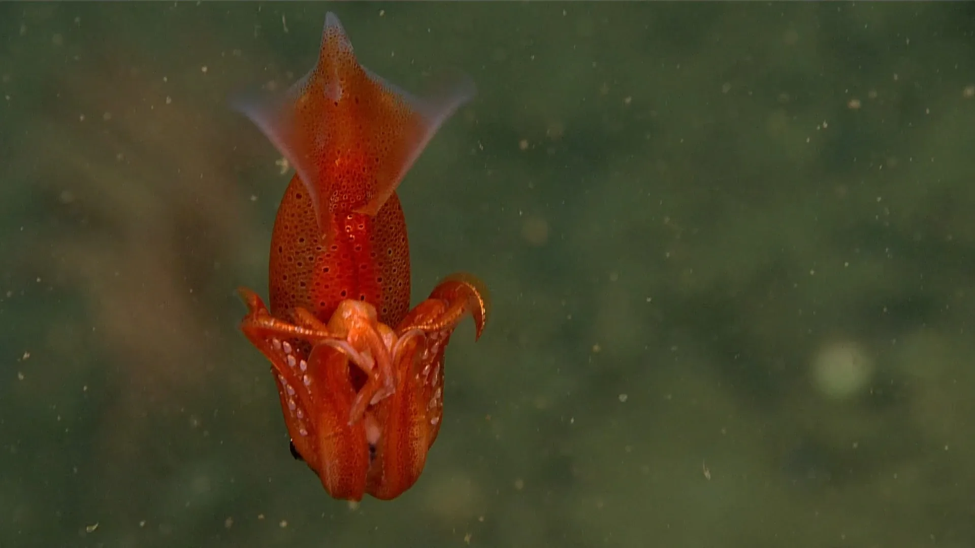 Gonatus pyros observed by NOAA Ocean Exploration