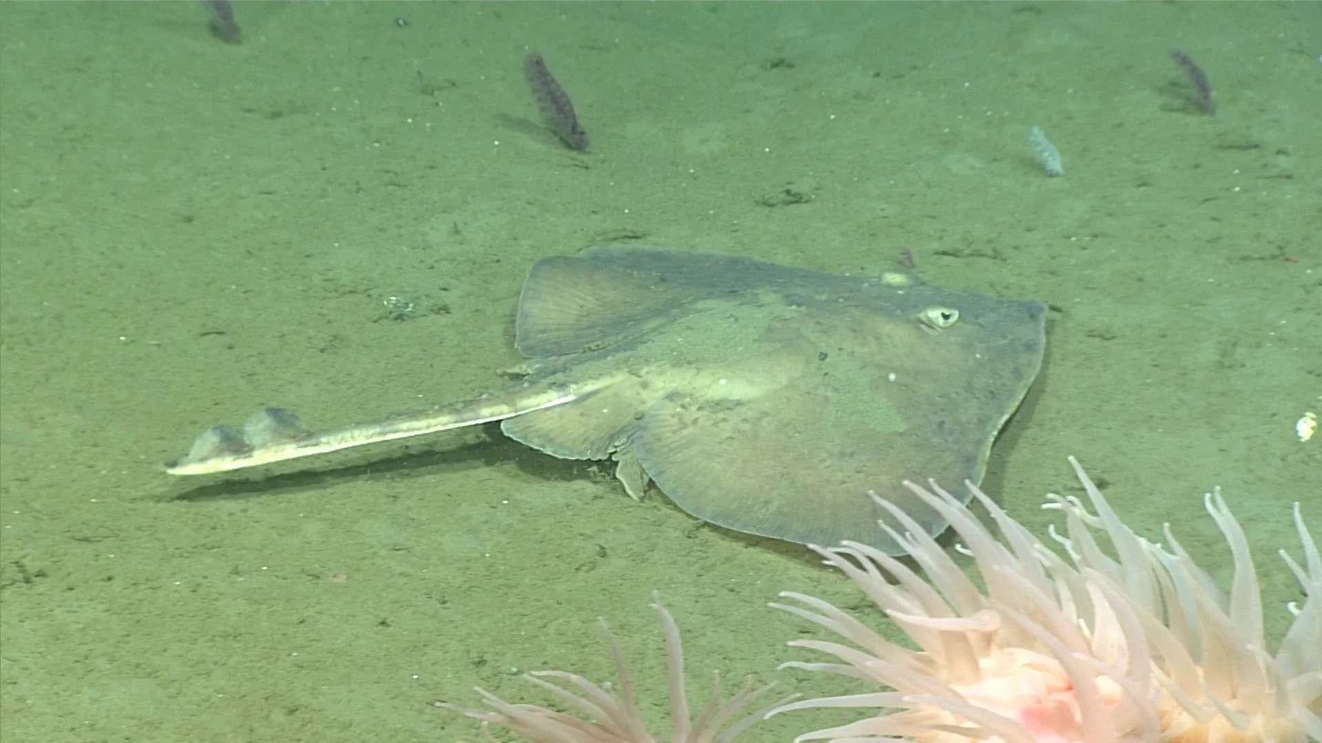 Amblyraja radiata observed by NOAA Ocean Exploration