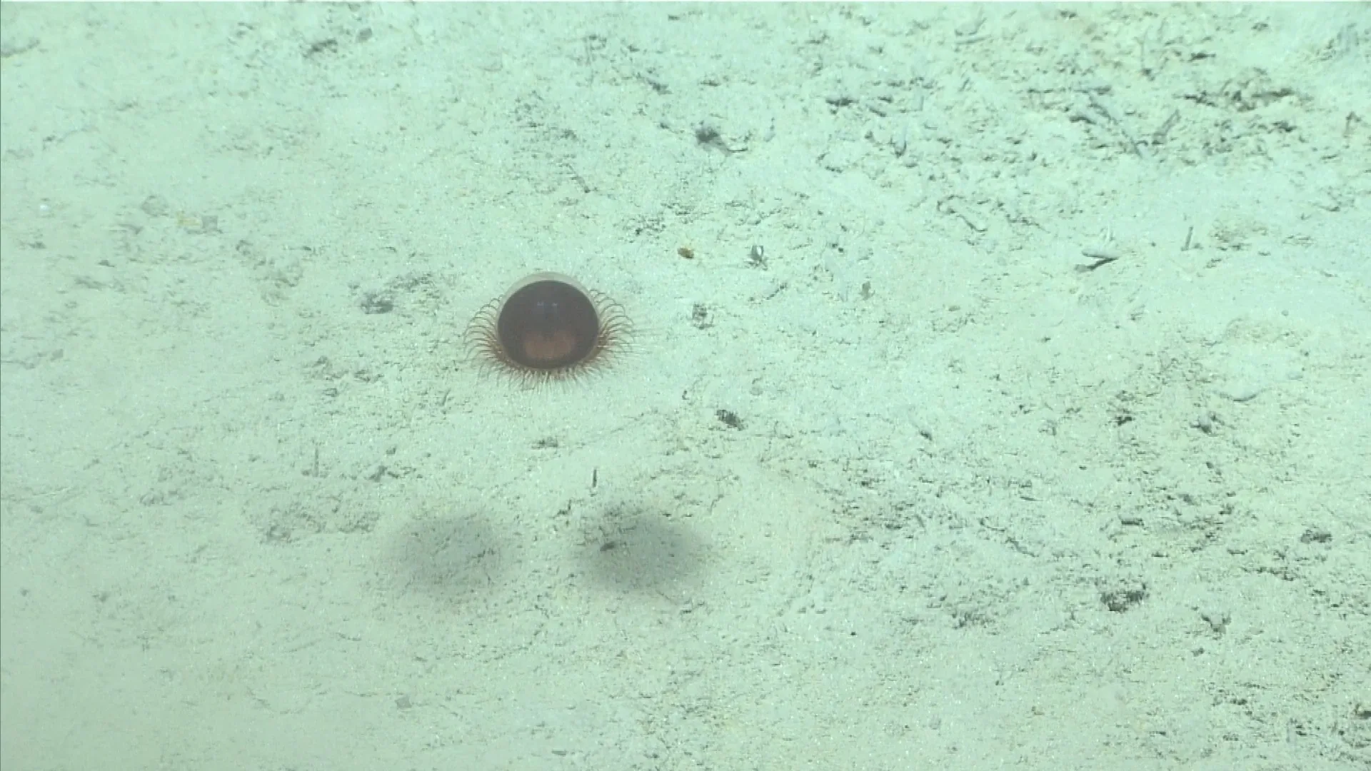 Benthocodon pedunculatus observed by NOAA Ocean Exploration