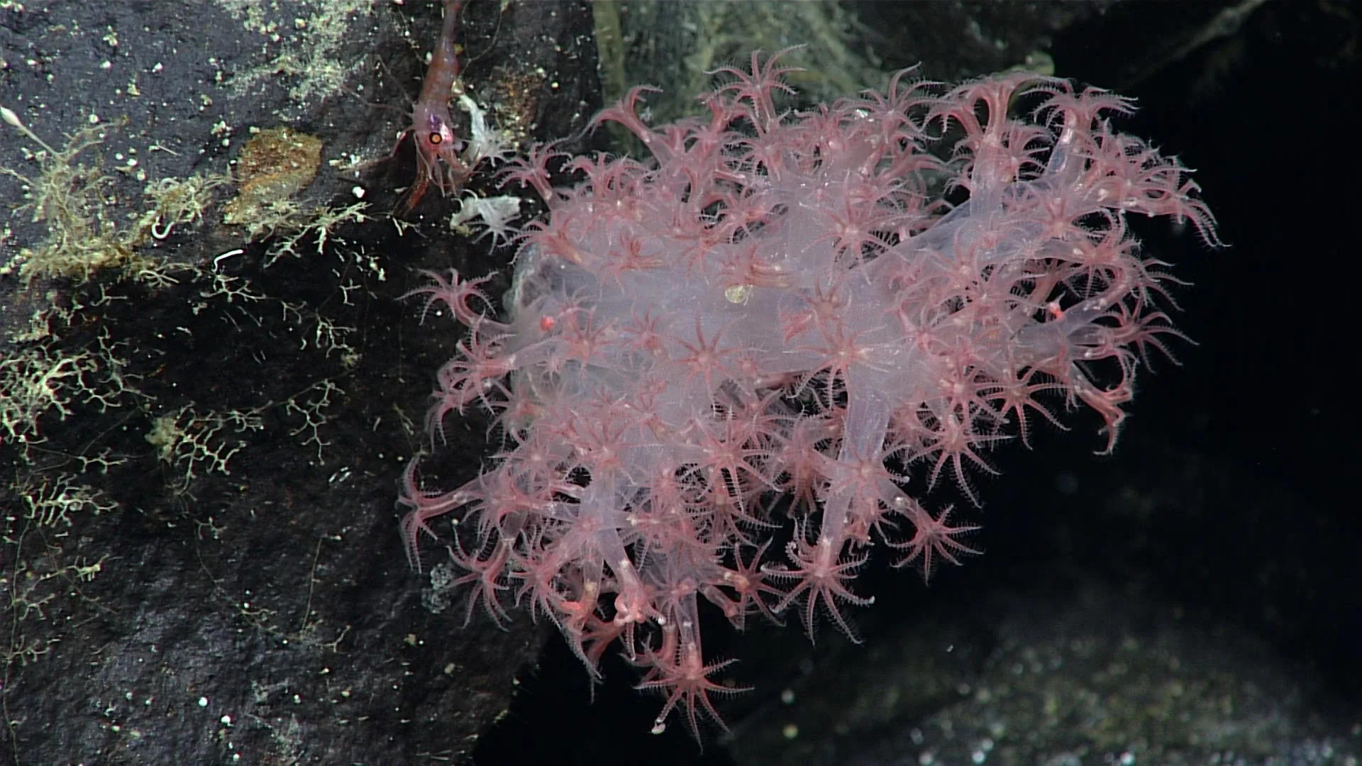 Gersemia fruticosa observed by NOAA Ocean Exploration