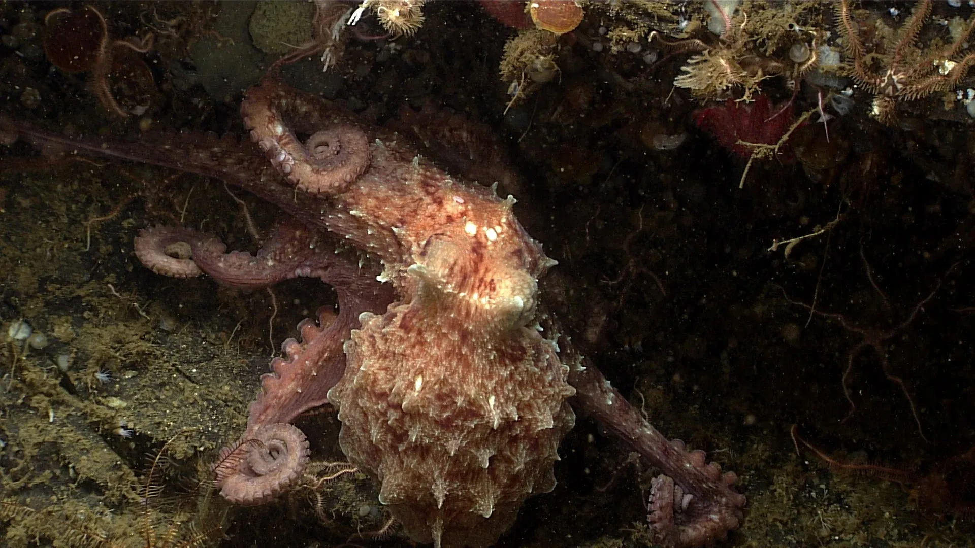 Enteroctopus dofleini observed by NOAA Ocean Exploration