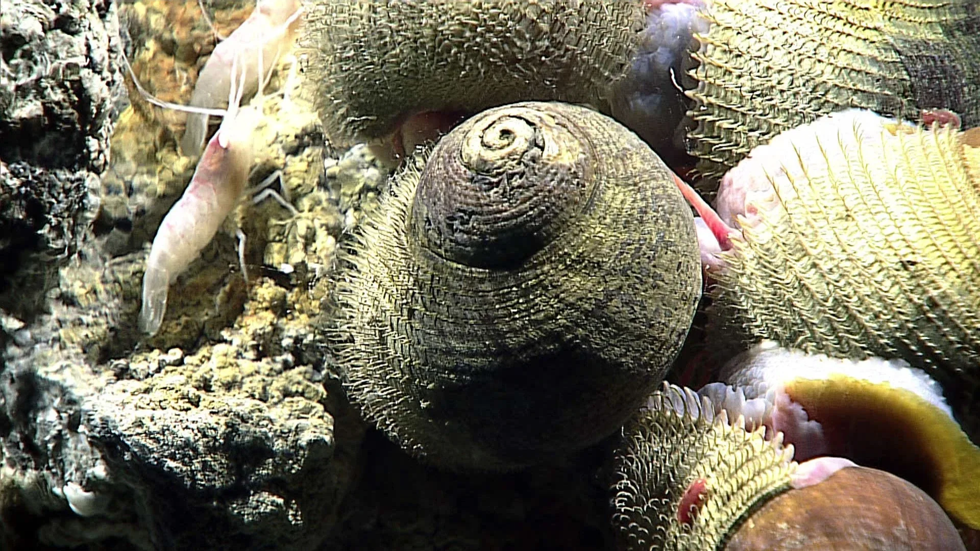 Alviniconcha hessleri observed by NOAA Ocean Exploration