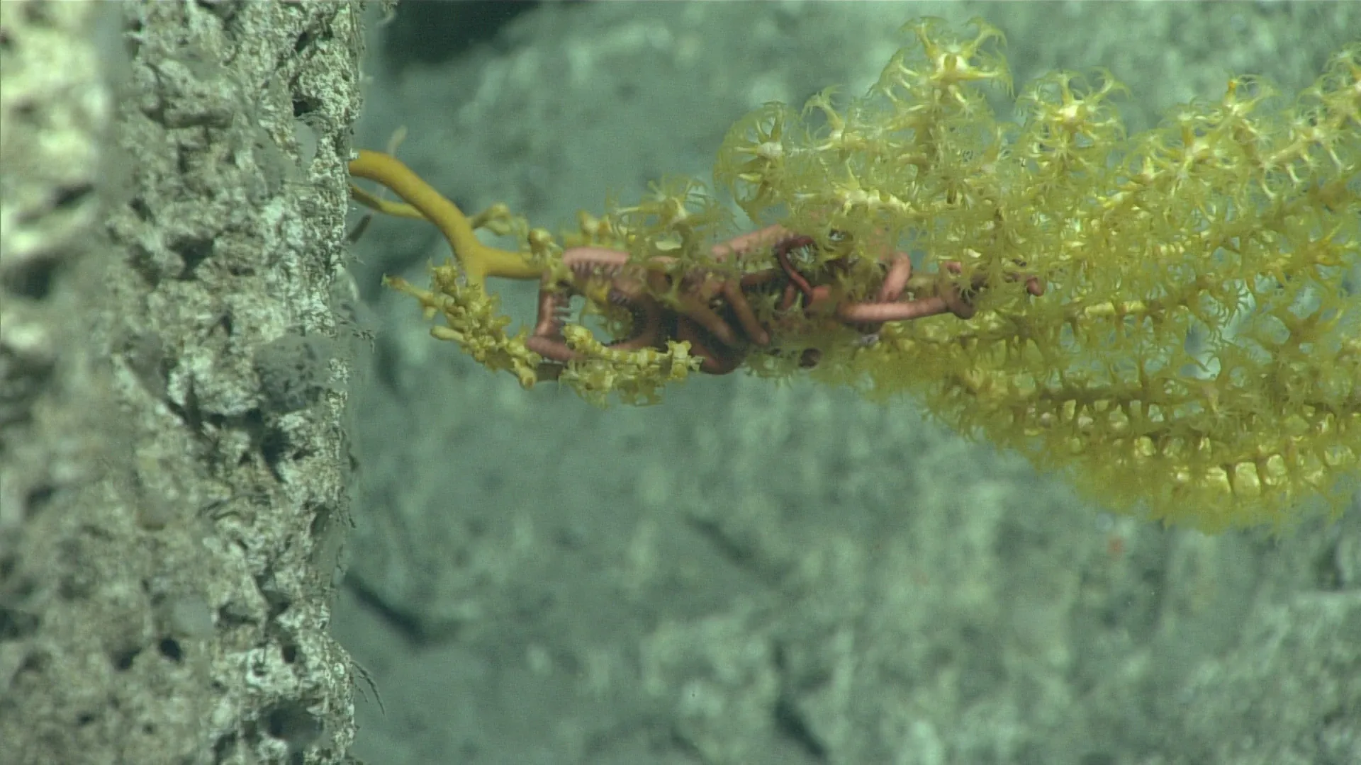 Asteroschema clavigerum observed by NOAA Ocean Exploration