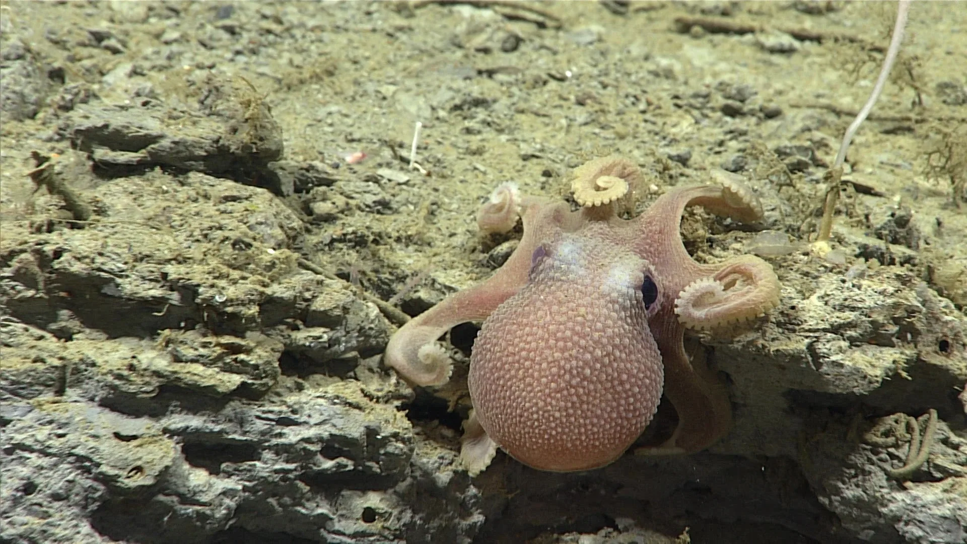 Graneledone boreopacifica observed by NOAA Ocean Exploration