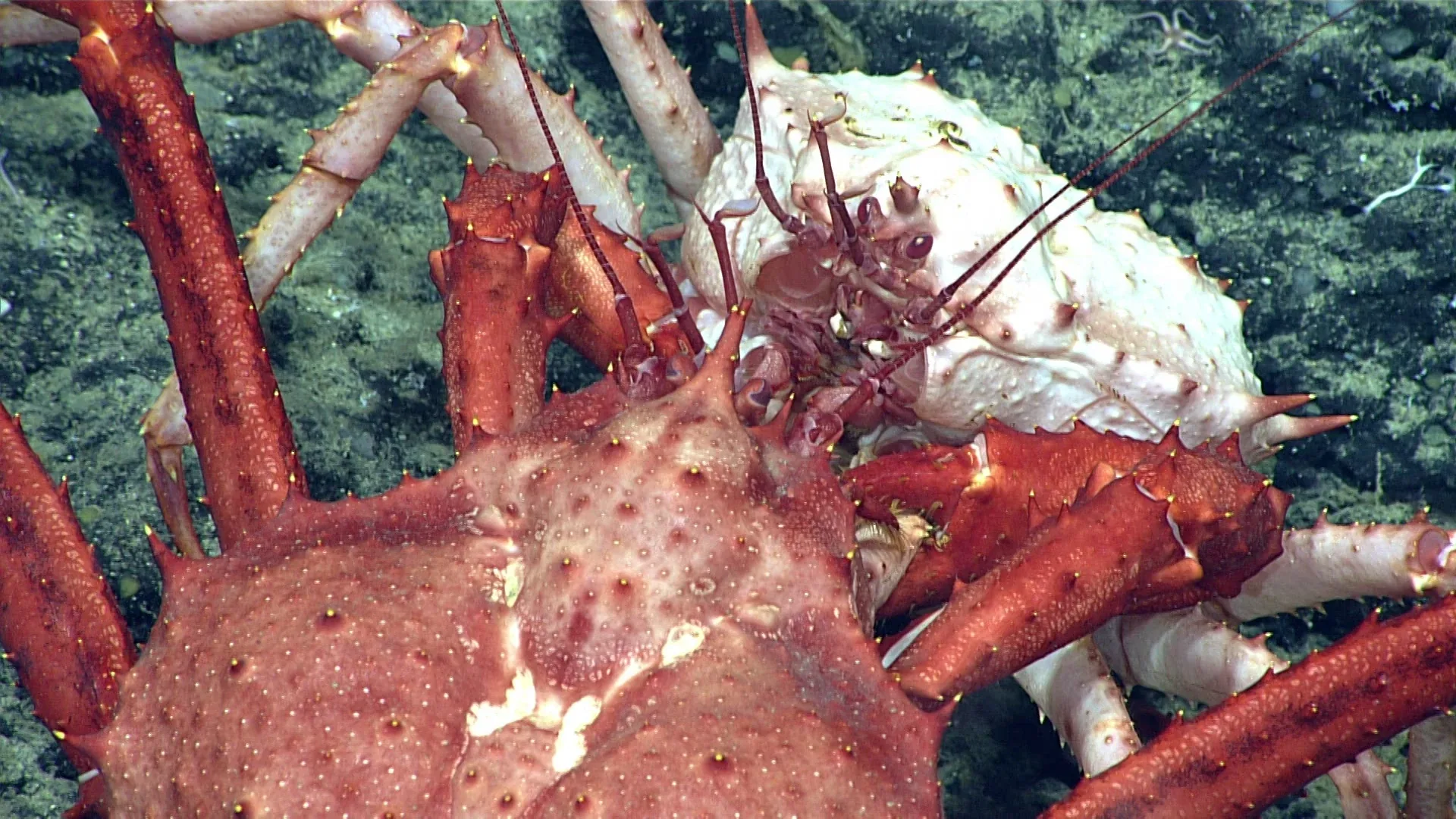 Lithodes couesi observed by NOAA Ocean Exploration