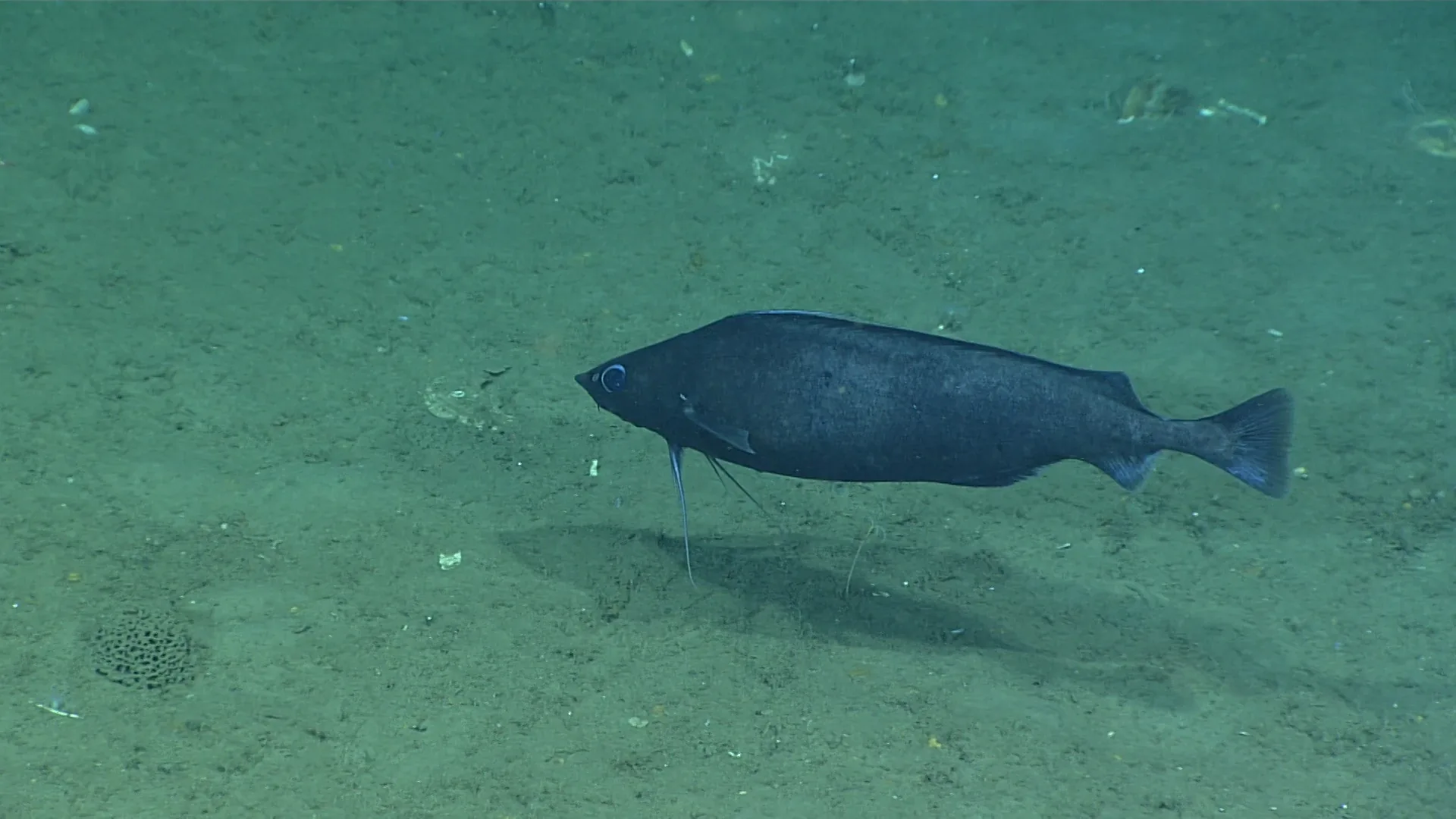 Antimora rostrata observed by NOAA Ocean Exploration