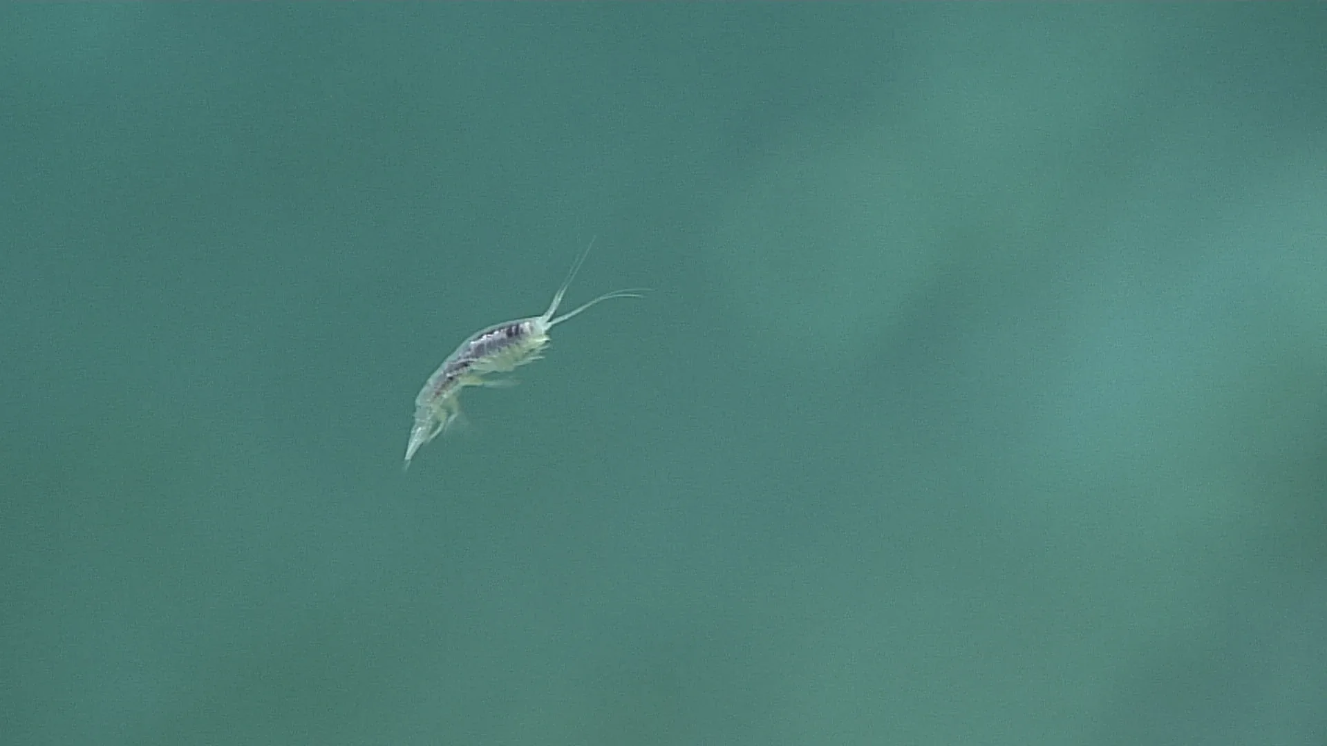 Bateidae? observed by NOAA Ocean Exploration