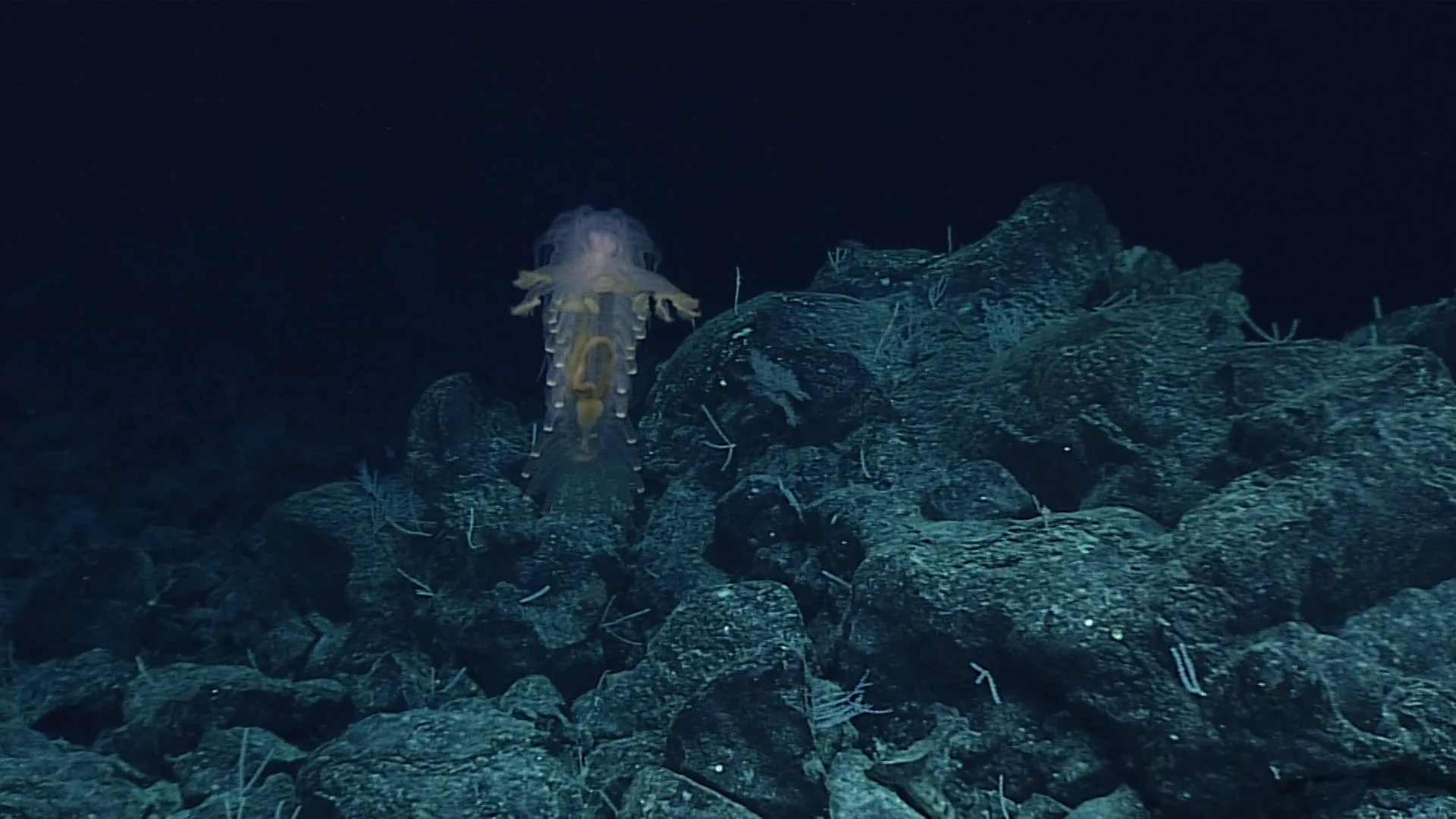 Amperima rosea? observed by NOAA Ocean Exploration
