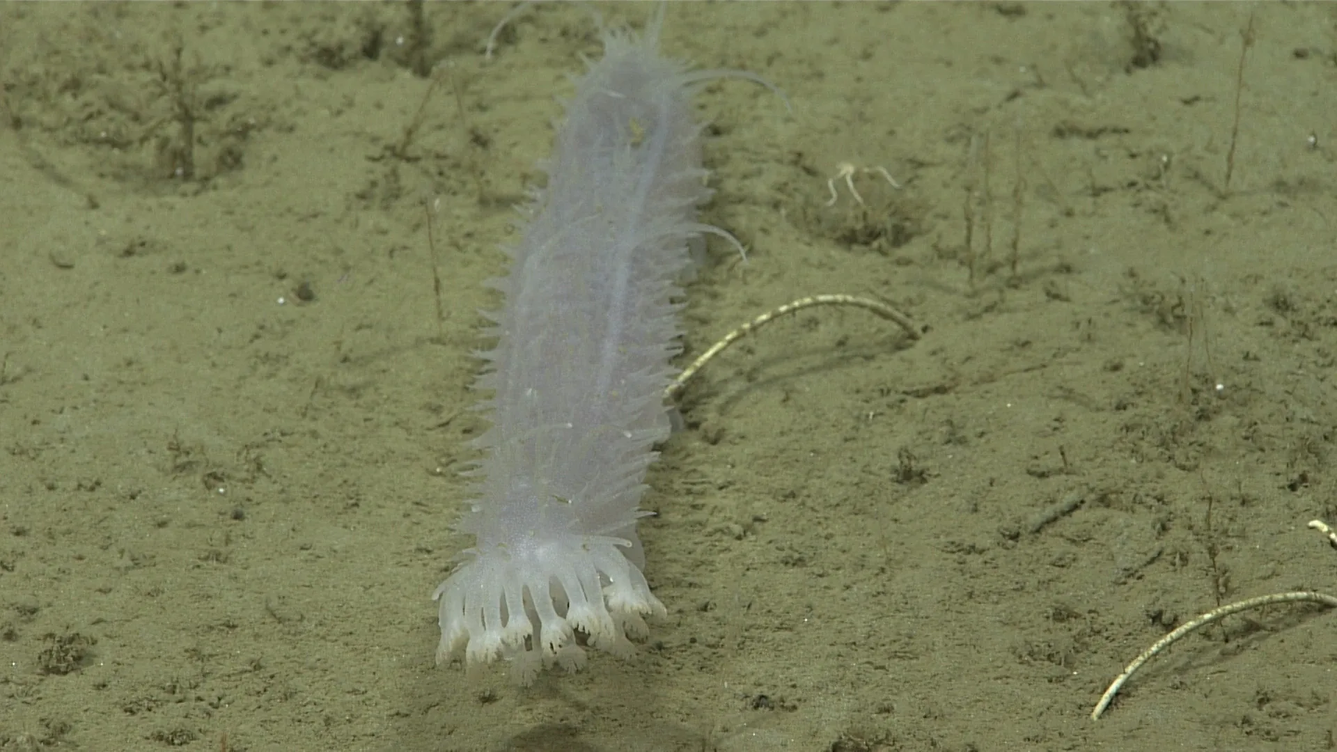 Pannychia moseleyi observed by NOAA Ocean Exploration