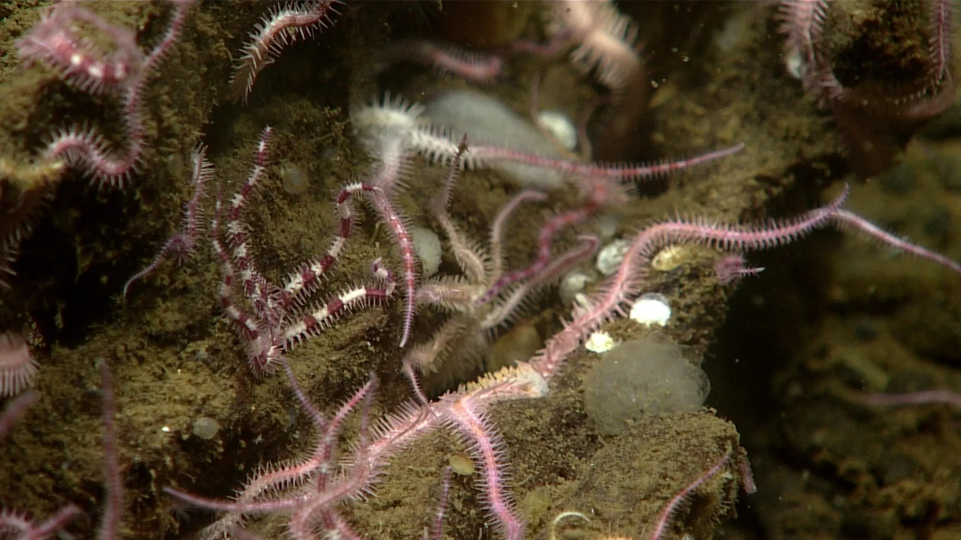 Ophiopholis aculeata observed by NOAA Ocean Exploration