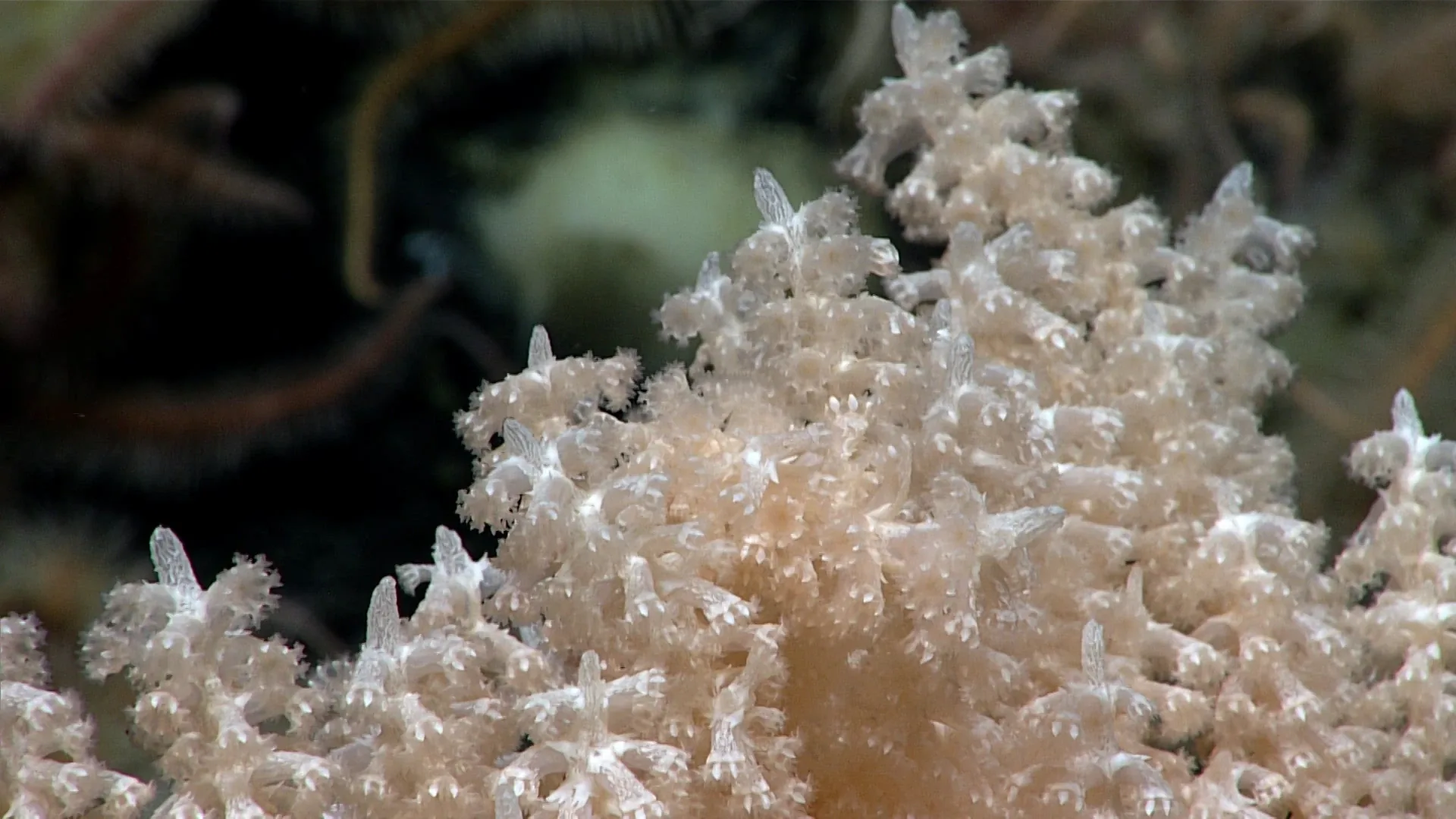 Primnoa pacifica observed by NOAA Ocean Exploration