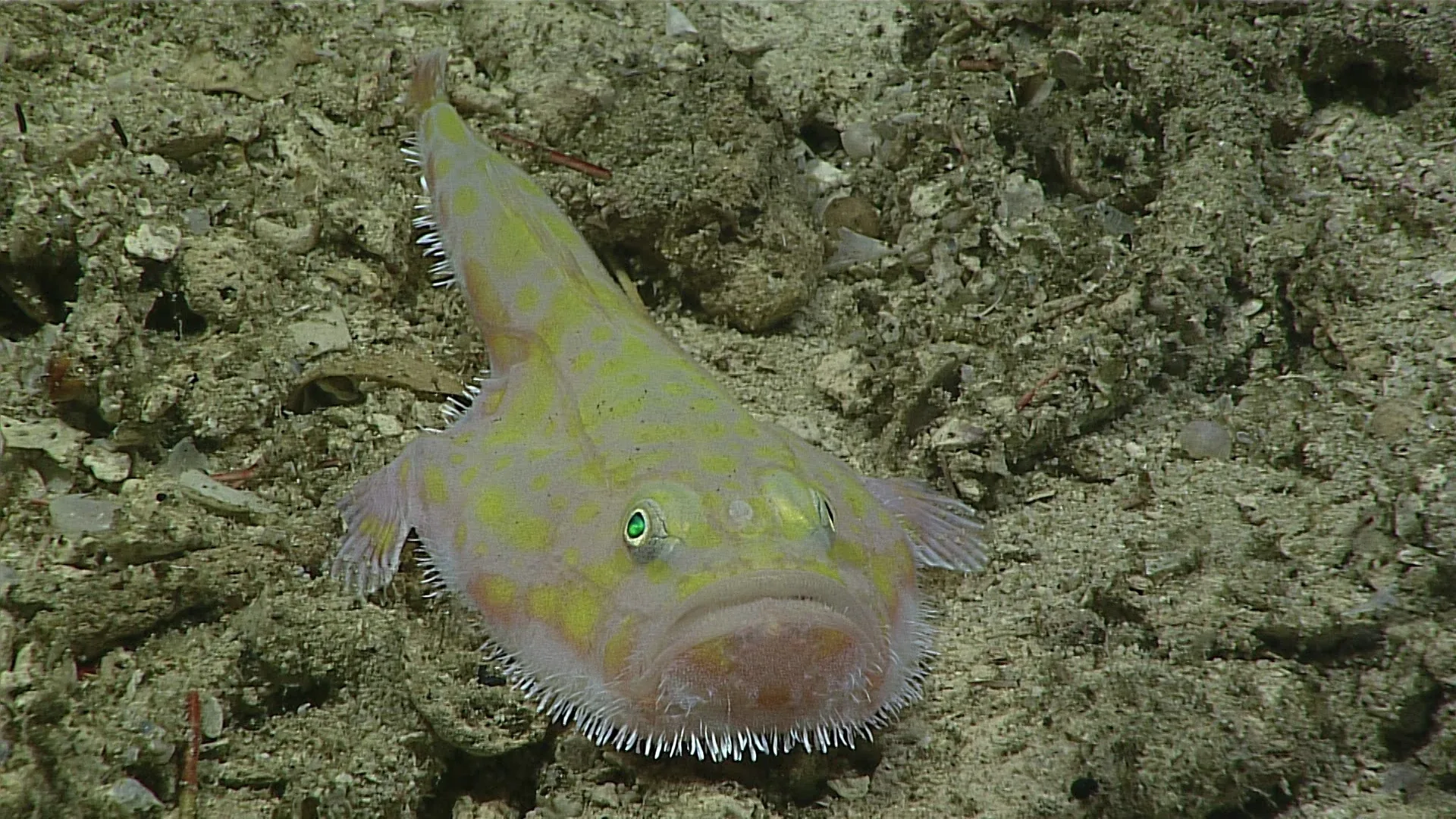 Chaunax cf. apus observed by NOAA Ocean Exploration