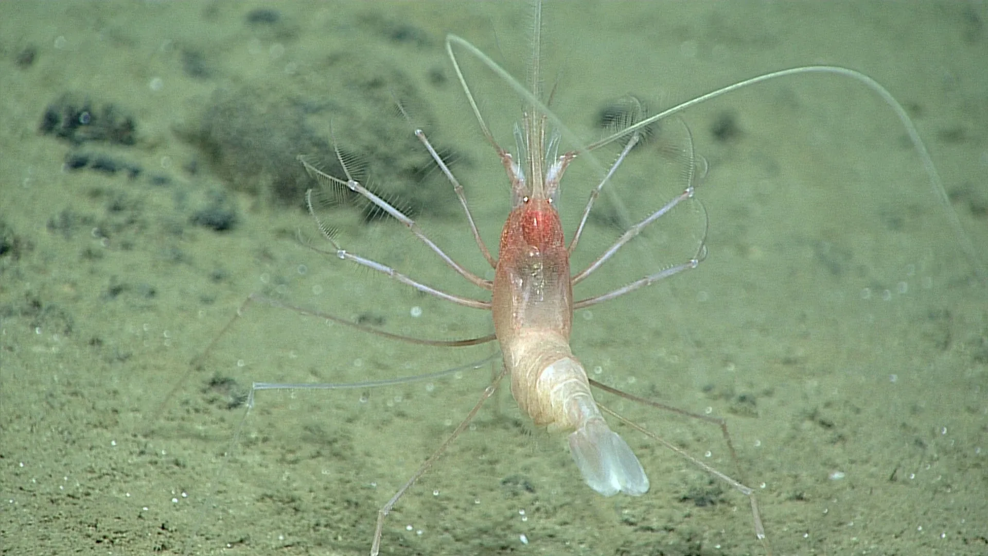 Bathystylodactylus bathyalis? observed by NOAA Ocean Exploration