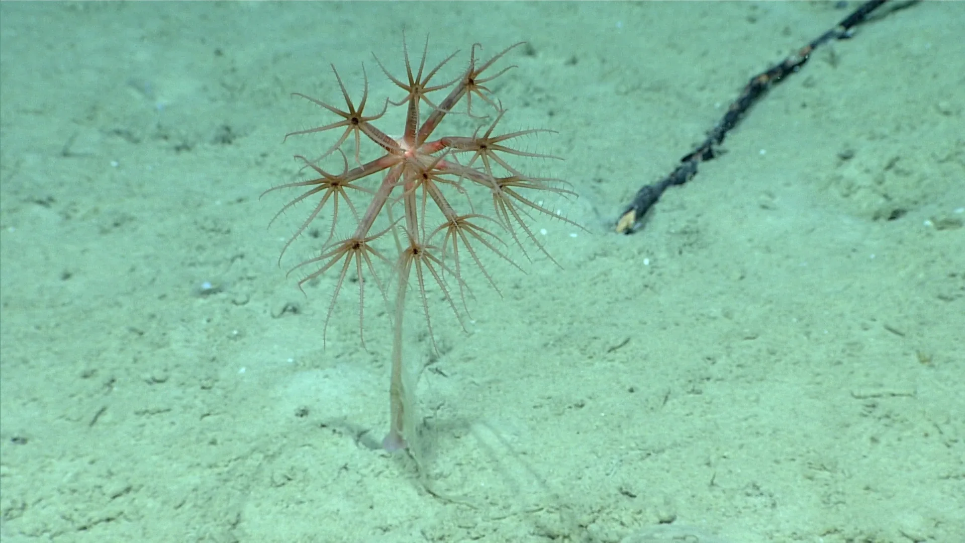 Umbellula lindahli observed by NOAA Ocean Exploration