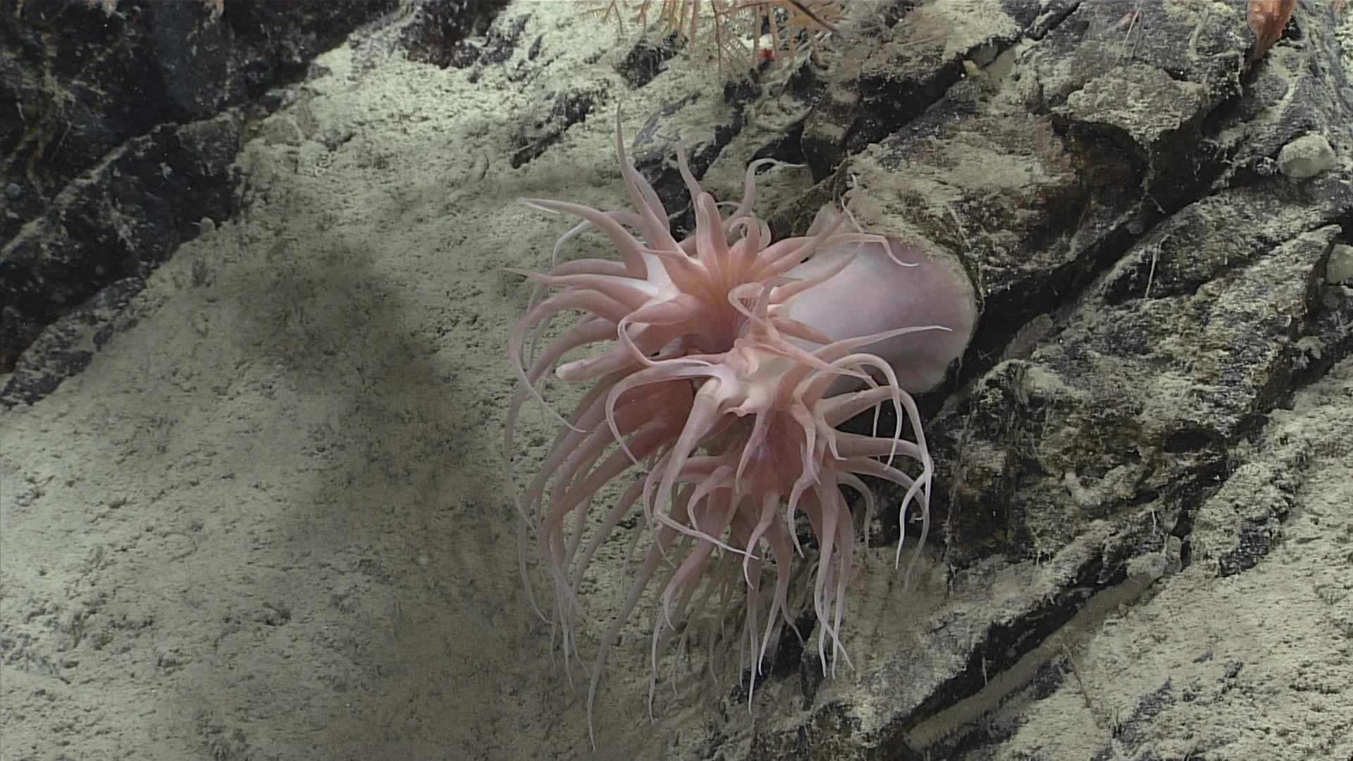 Actinernus nobilis observed by NOAA Ocean Exploration