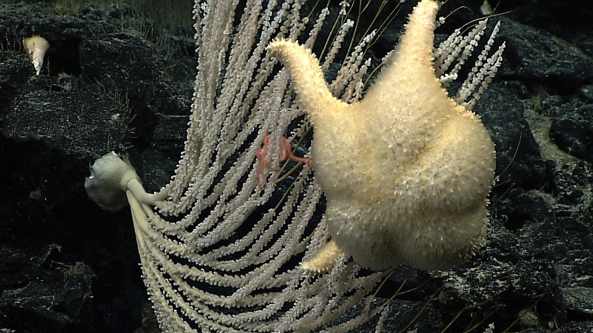 Narella alata observed by NOAA Ocean Exploration