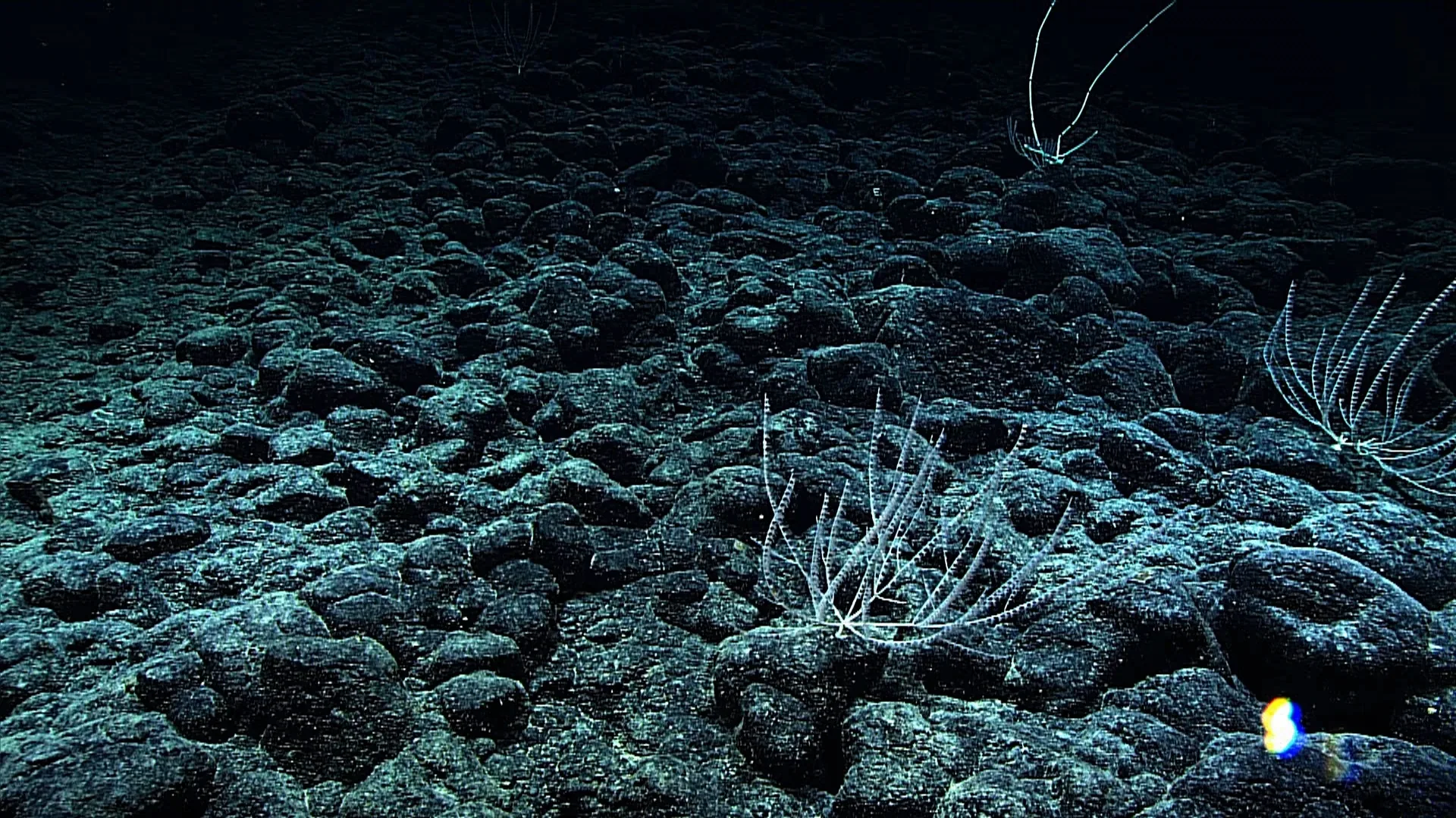 Acanella weberi observed by NOAA Ocean Exploration