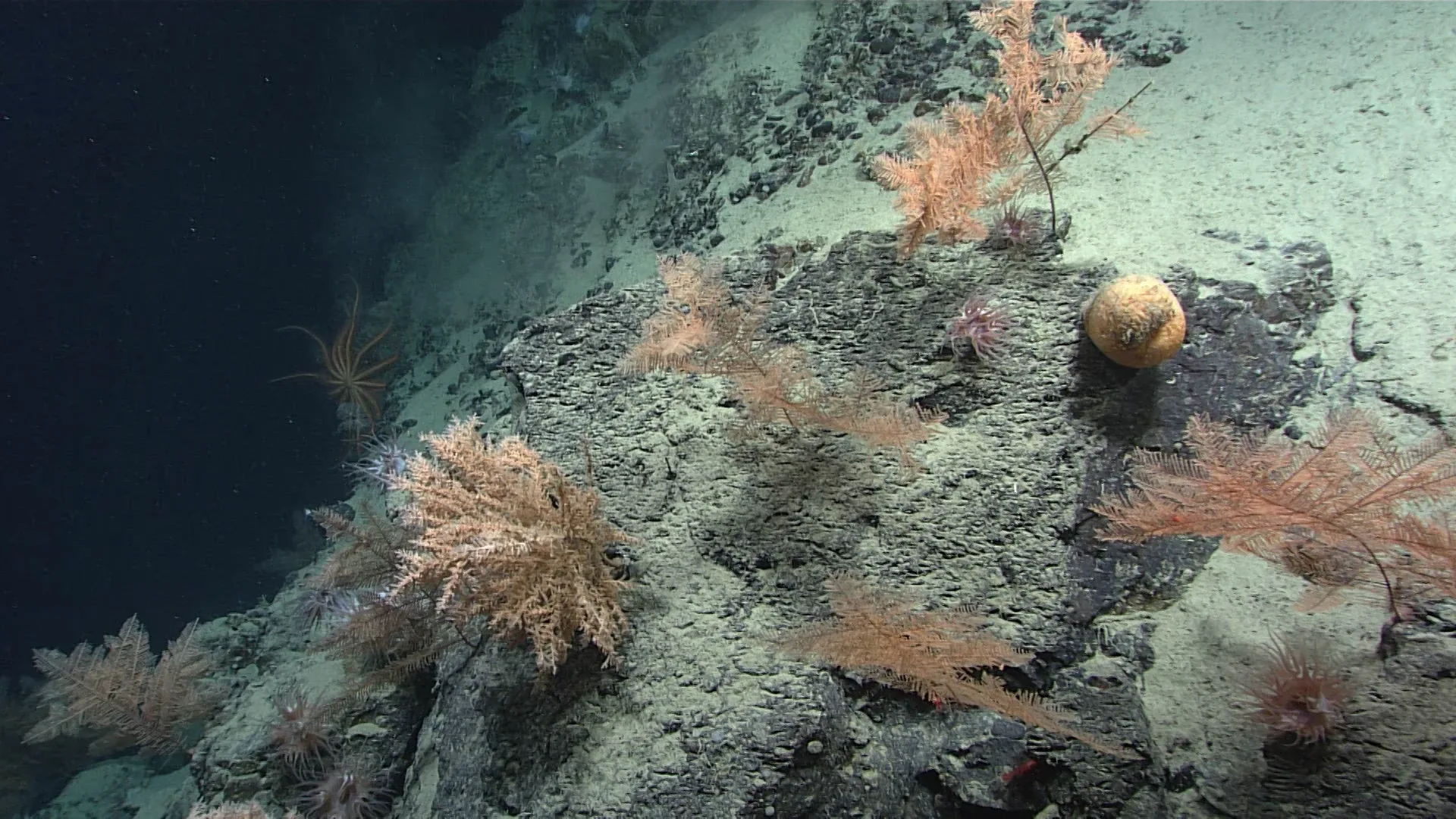 Lillipathes wingi observed by NOAA Ocean Exploration