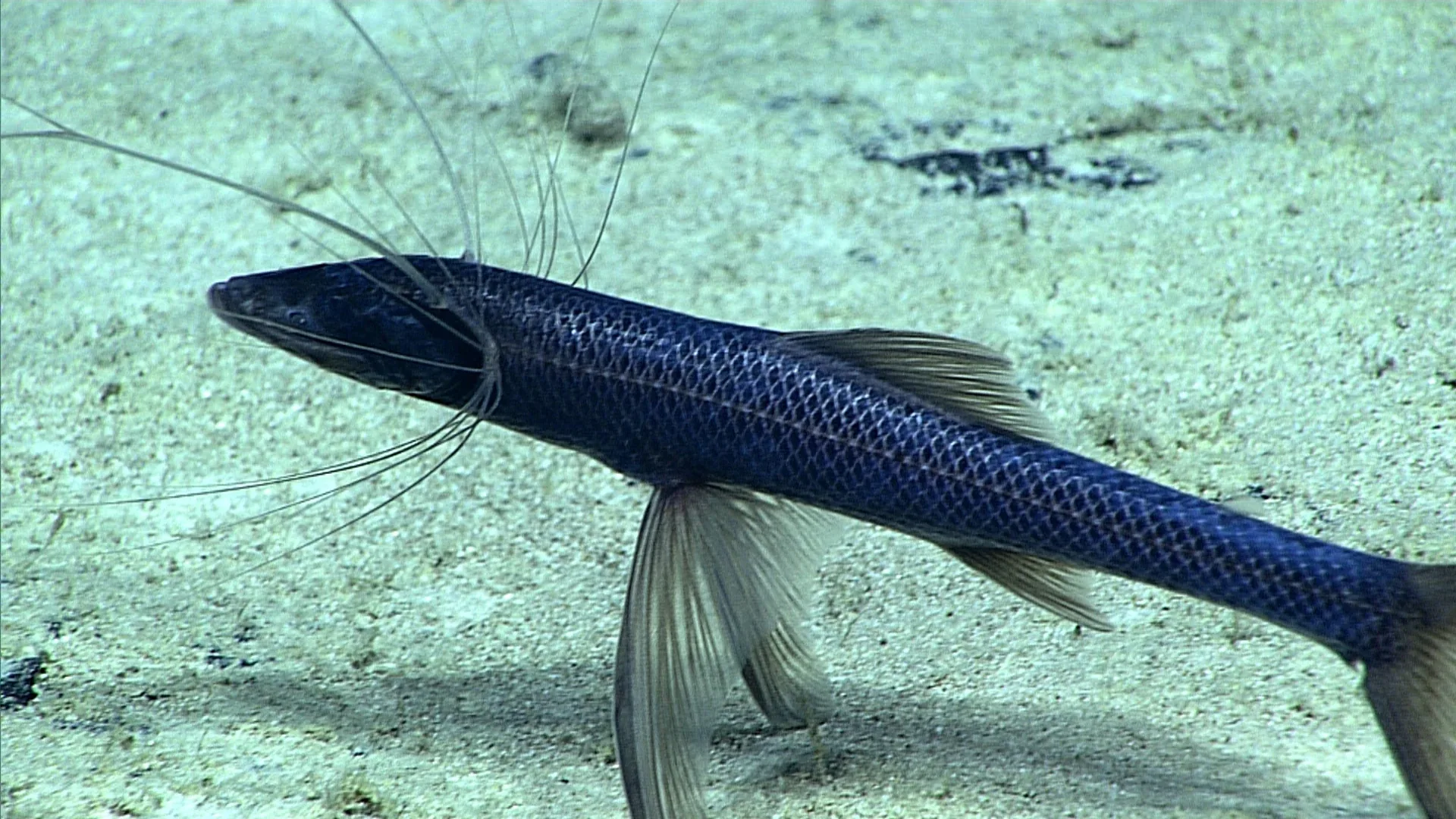 Bathypterois atricolor observed by NOAA Ocean Exploration