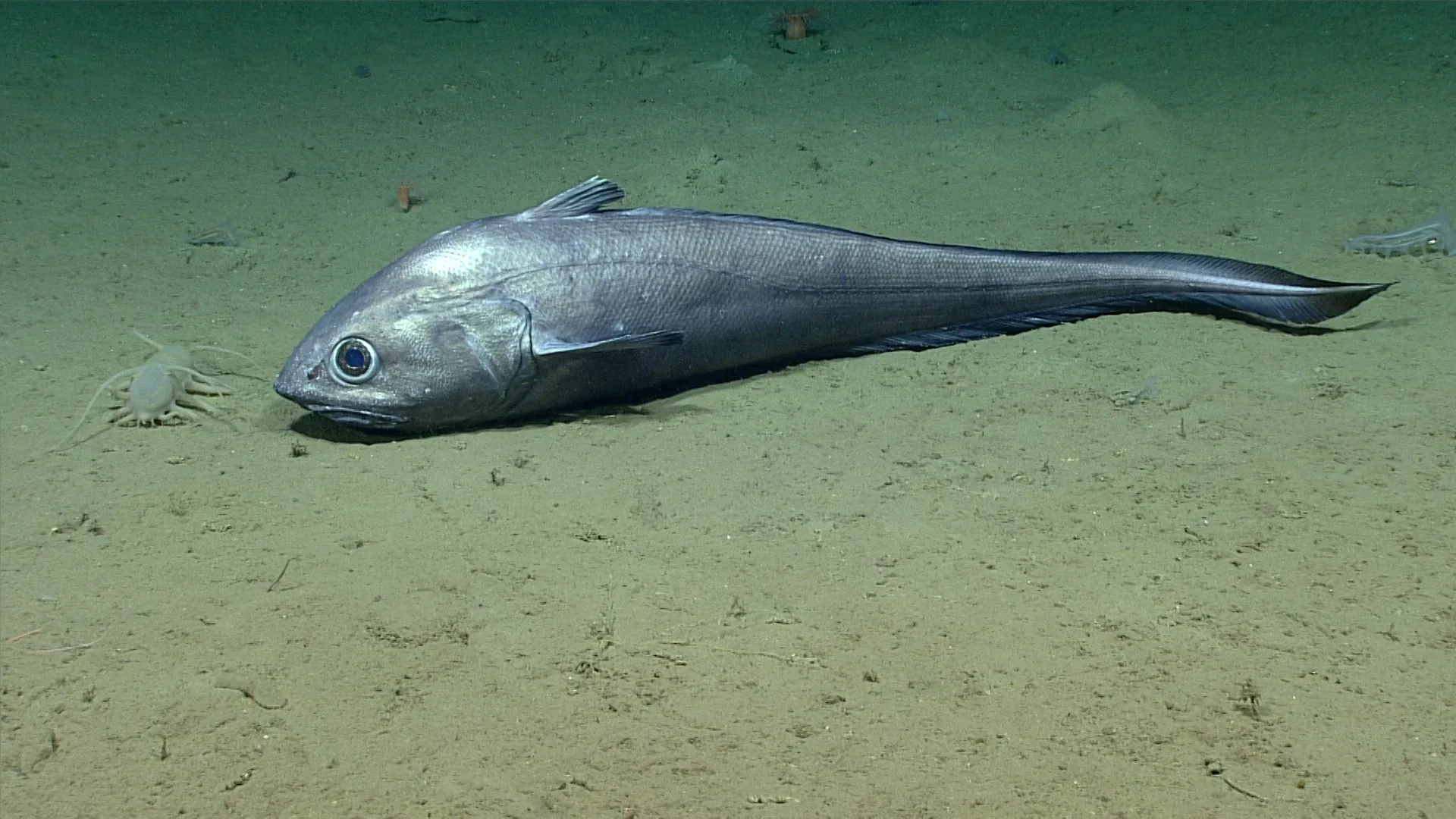 Albatrossia pectoralis observed by NOAA Ocean Exploration